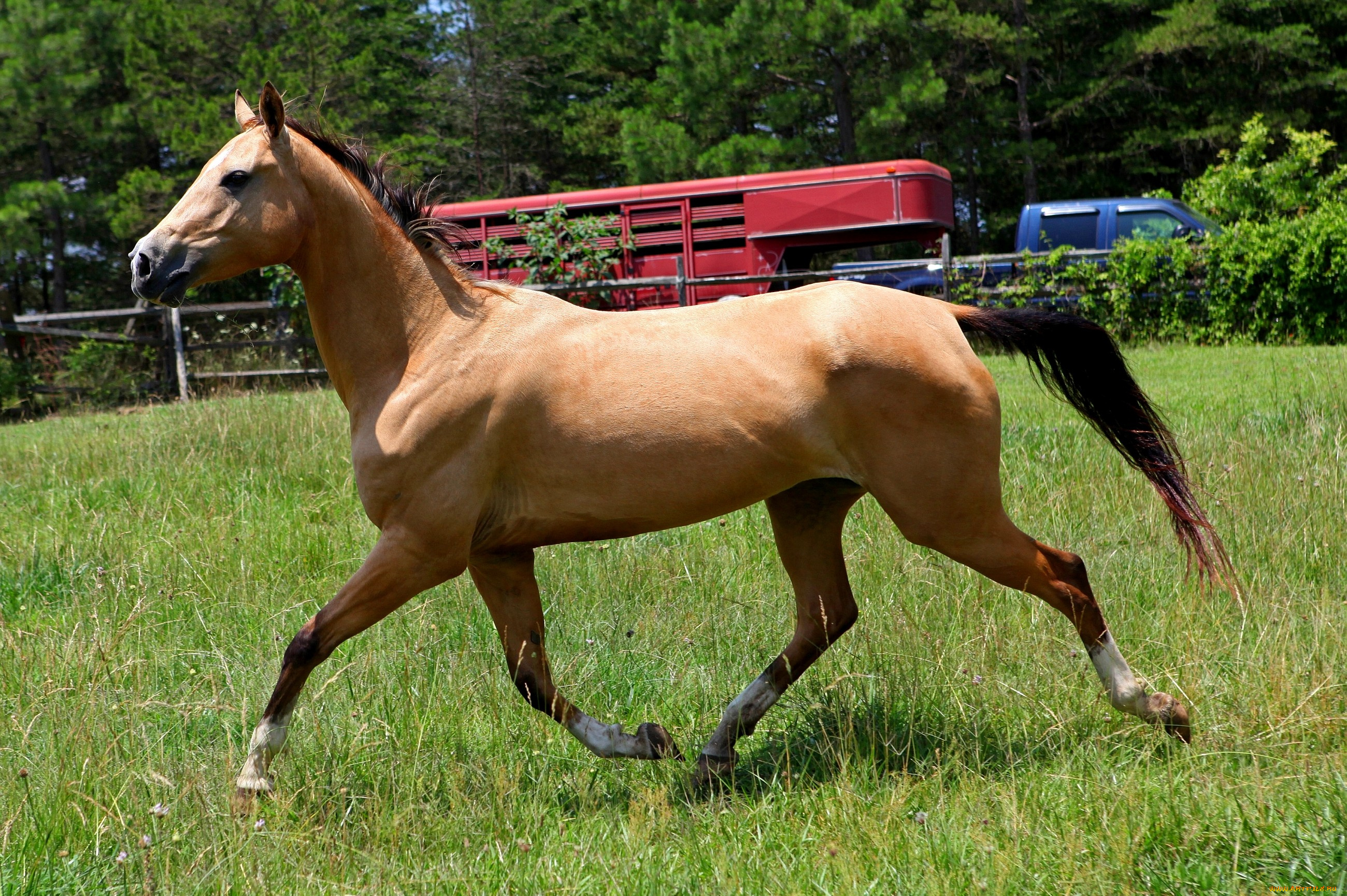 животные, лошади, гнедой, грива