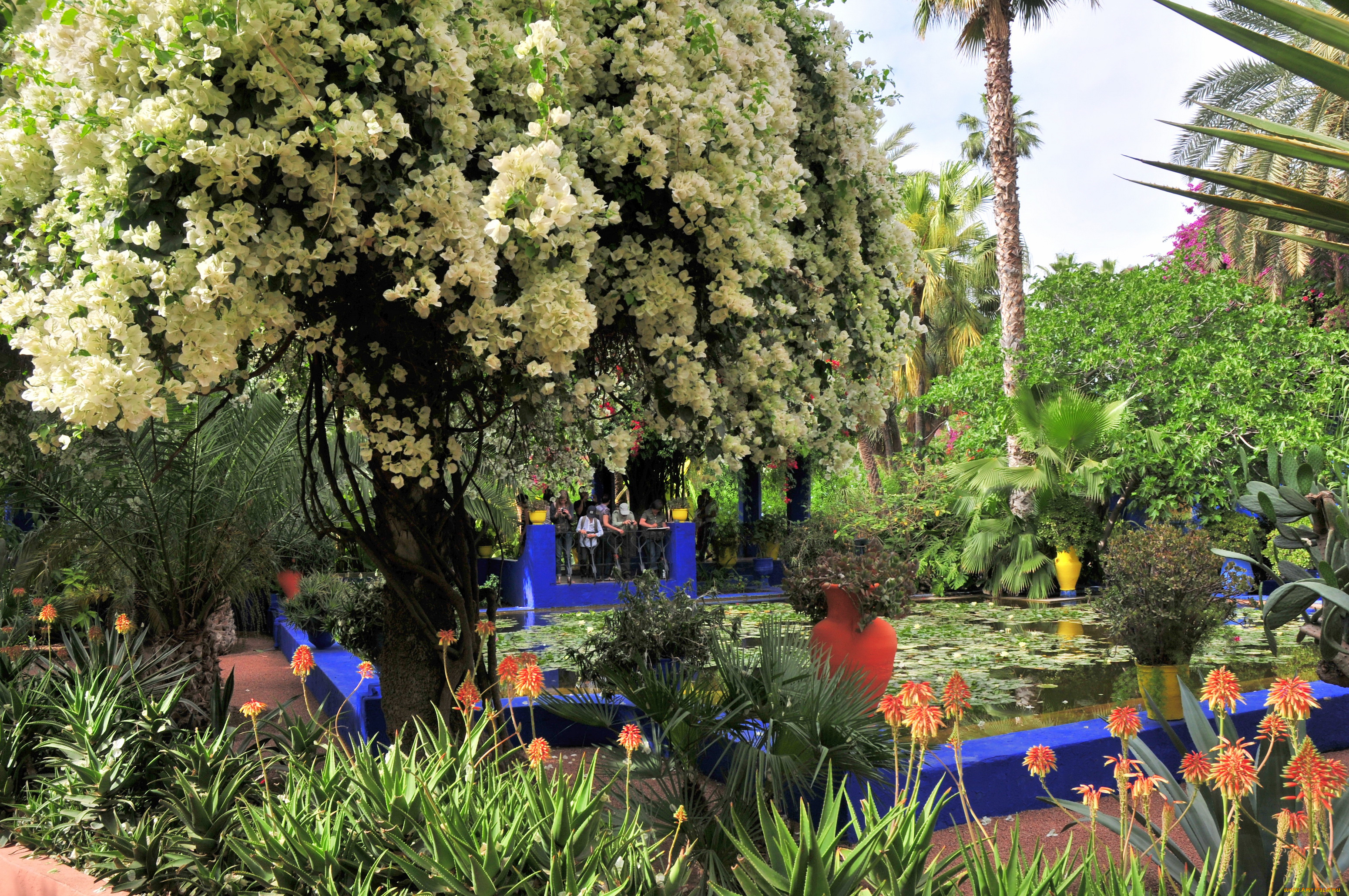 morocco, marrakech, jardin, majorelle, природа, парк, сад, королевский, бассейн