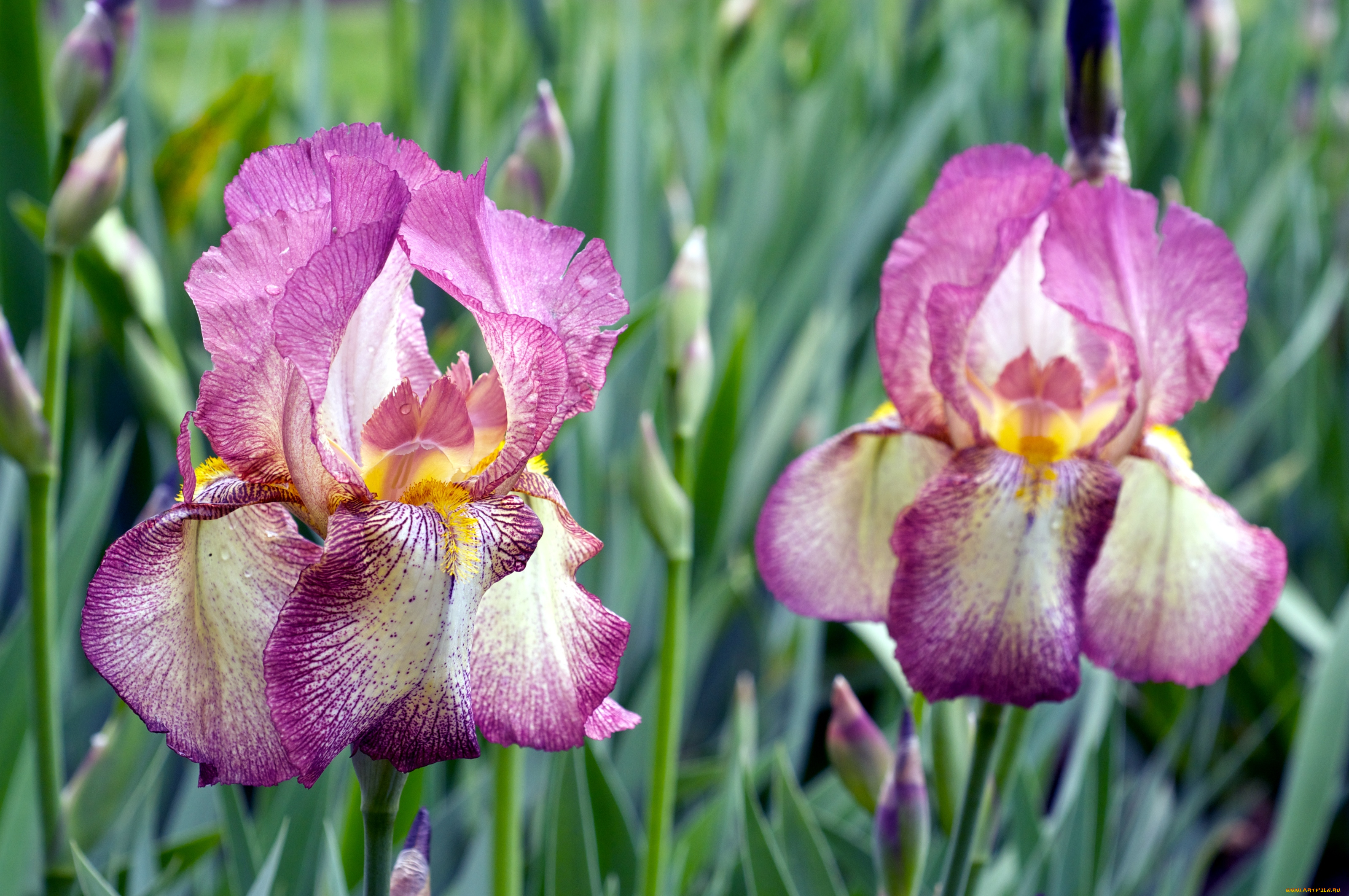 цветы, ирисы, лепестки, пестрый