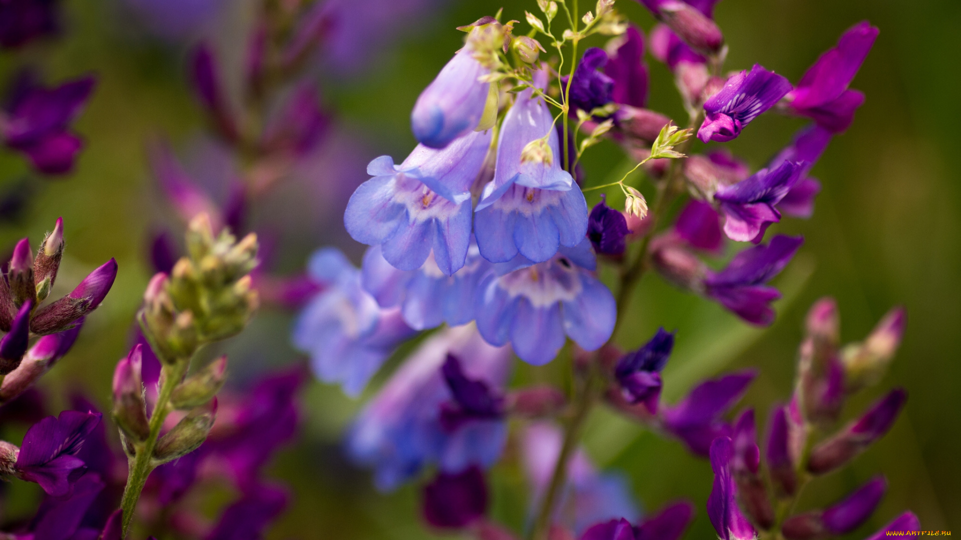цветы, пенстемон, соцветия, макро