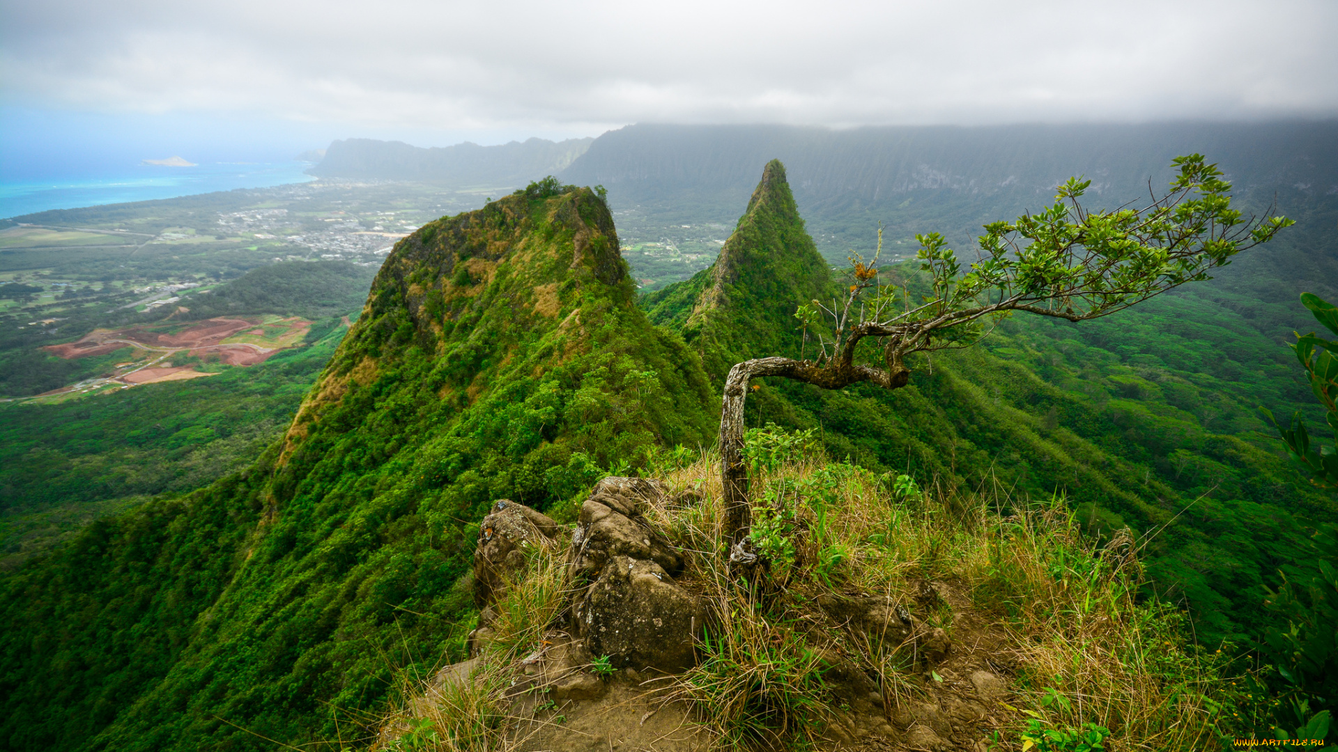 природа, деревья, горы, леса, деревце