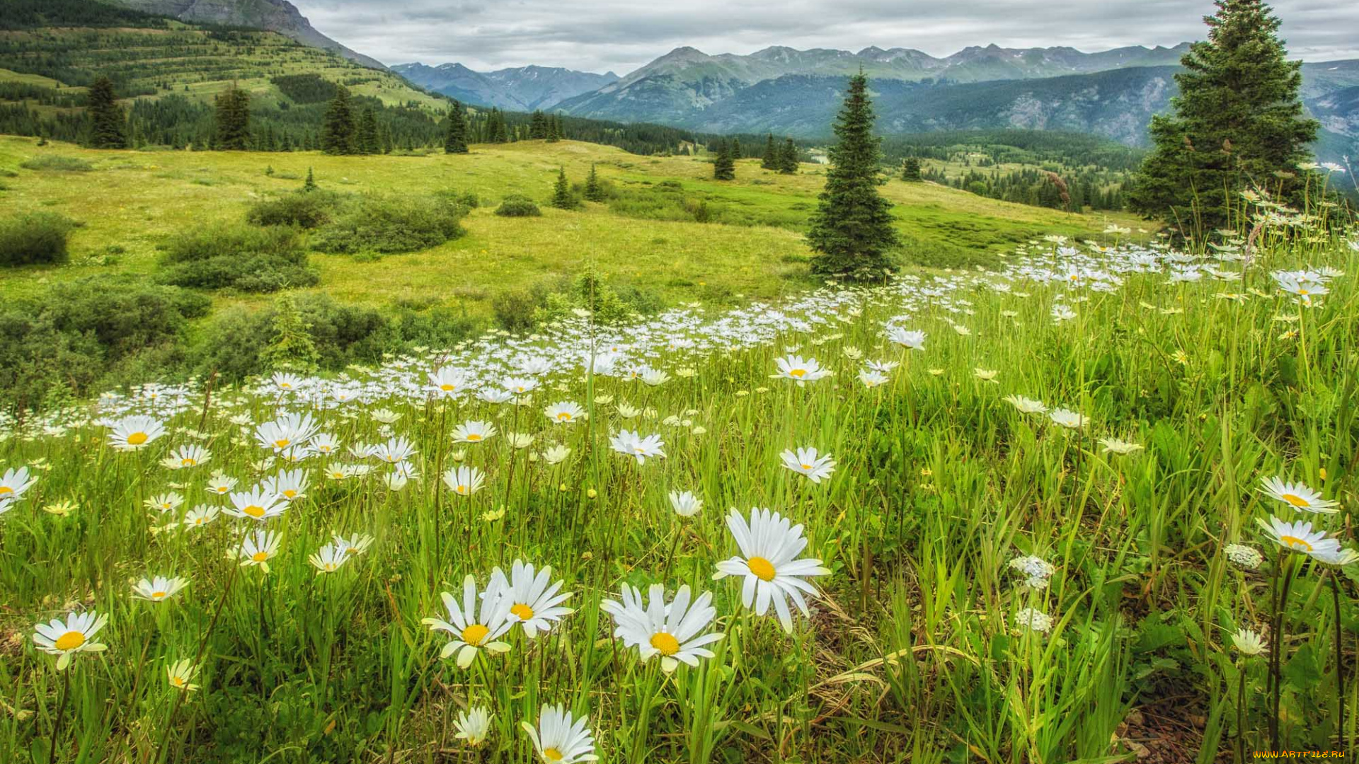 природа, луга, лес, горы, цветы, трава