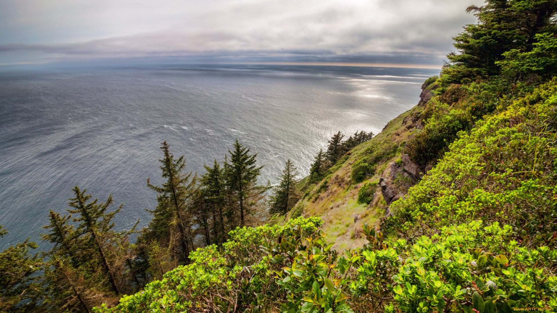 природа, побережье, океан, берег, лес