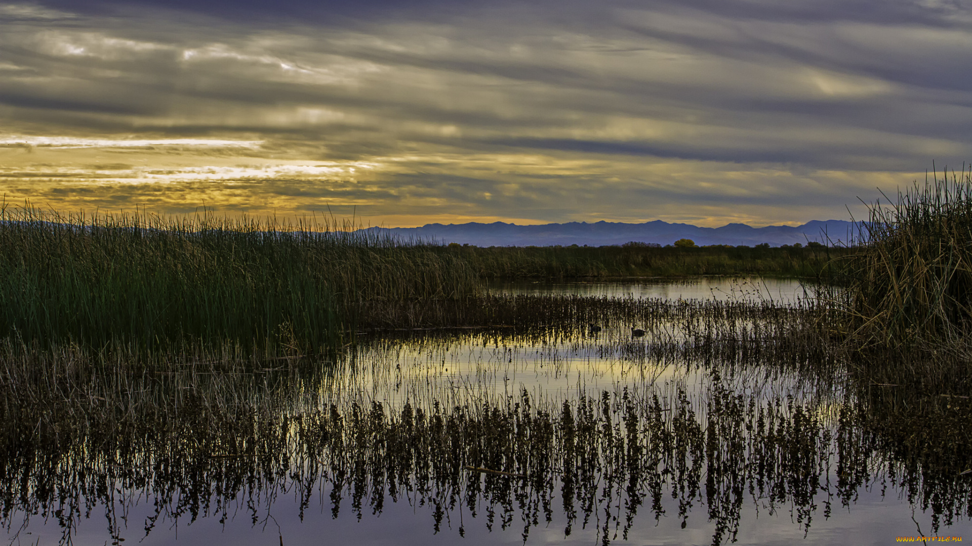 природа, реки, озера, камыш, заводь, река