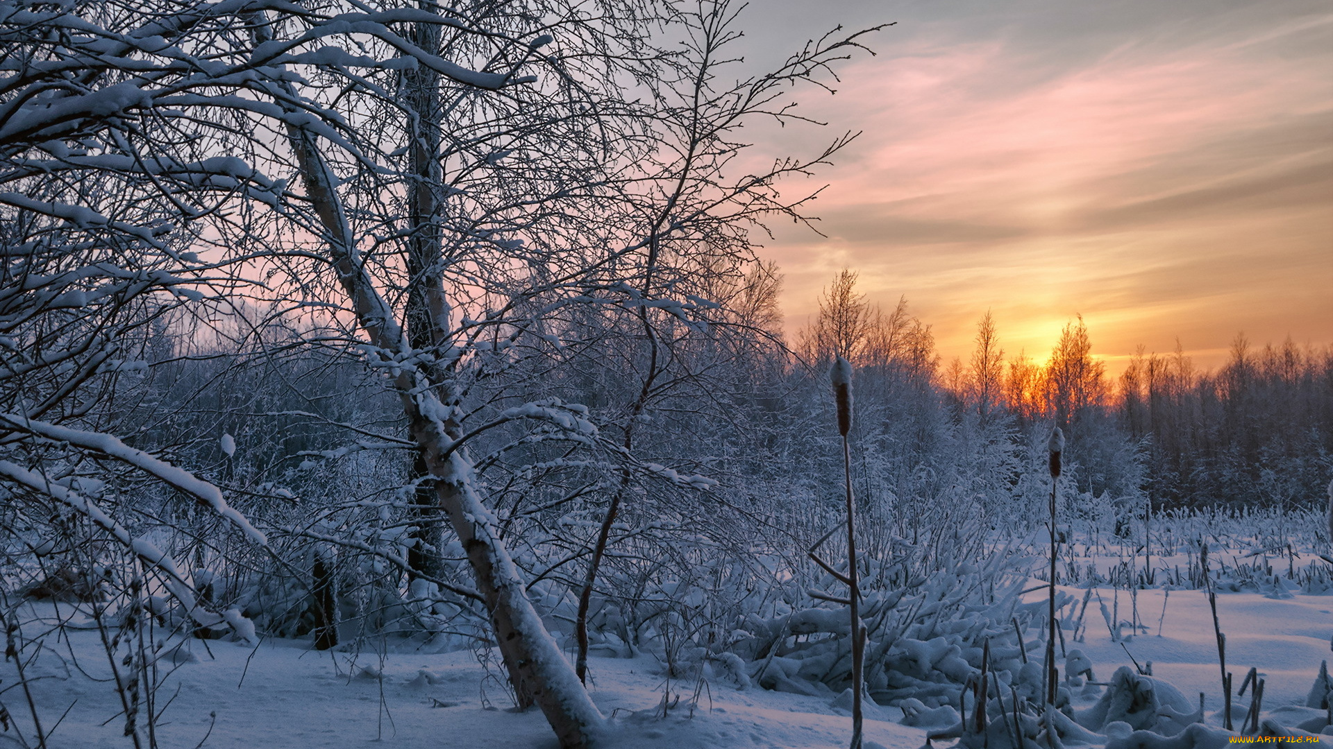 природа, зима, закат, лес, снег