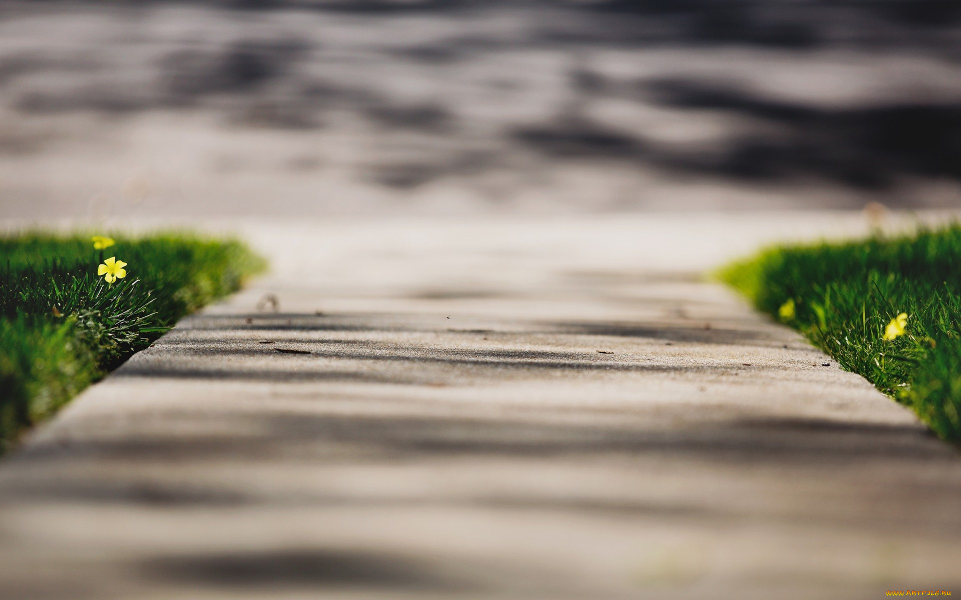 природа, дороги, асфальт, цветы, трава, дорога