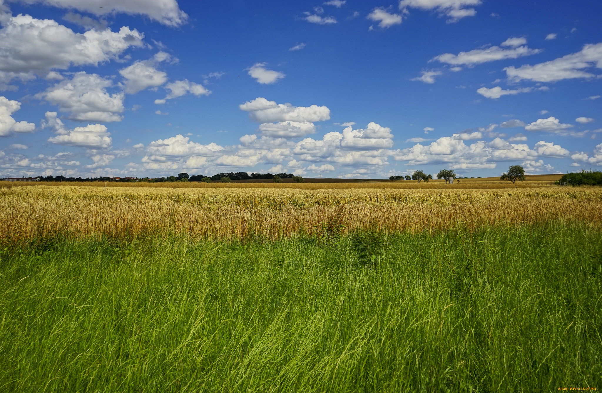 природа, поля, простор, поле
