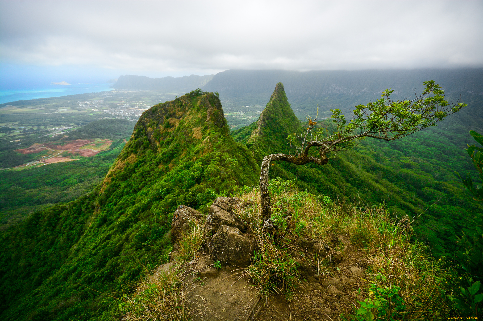 природа, деревья, горы, леса, деревце
