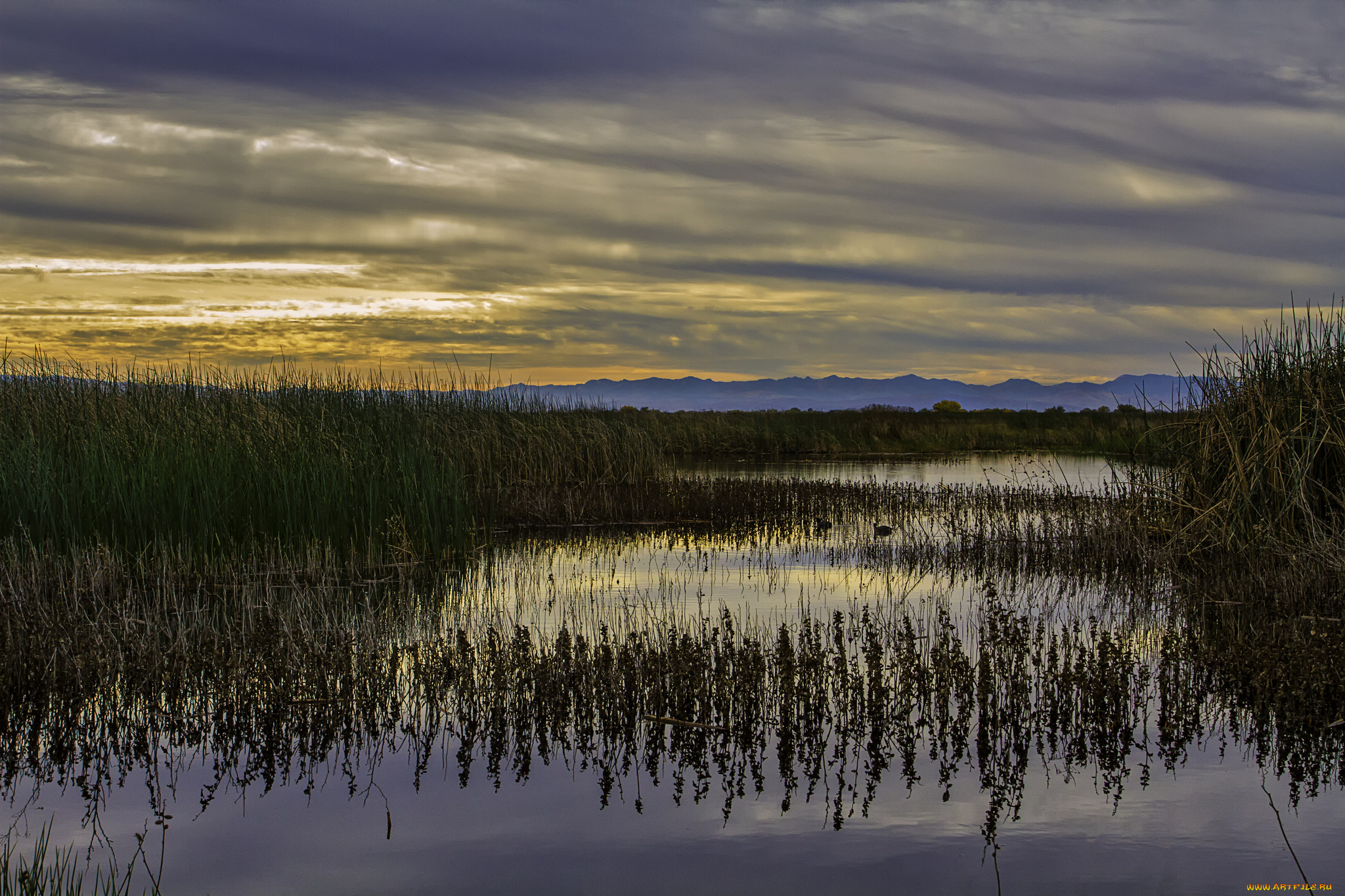 природа, реки, озера, камыш, заводь, река
