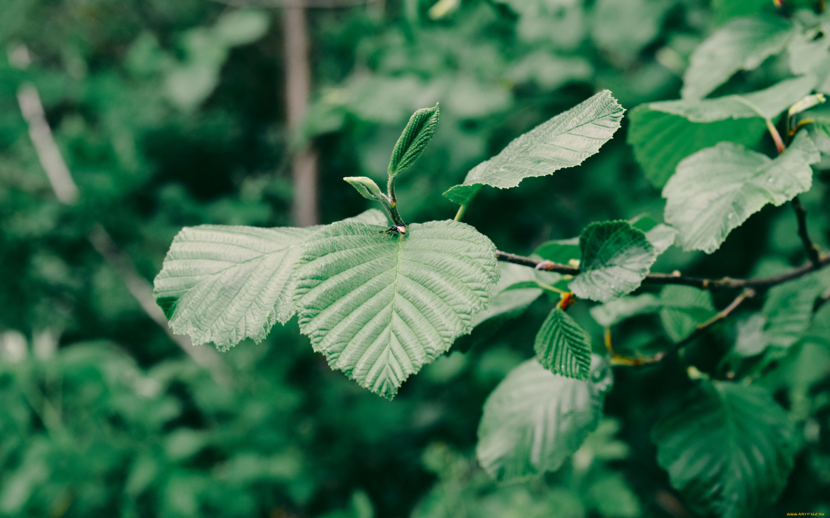 природа, листья, ветка, насекомое, дерево, фундук, зеленое