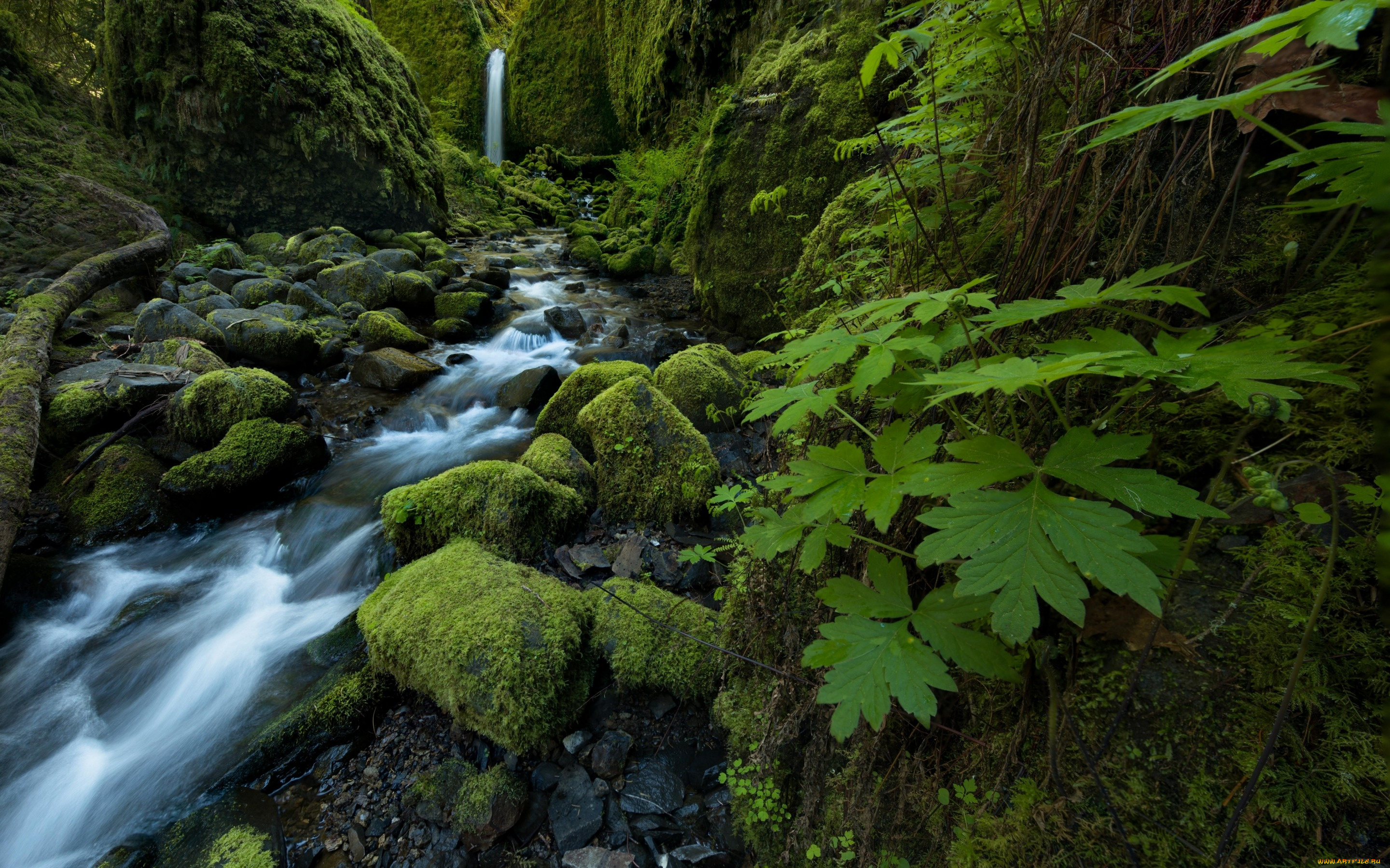 природа, водопады, columbia, river, gorge, oregon, водопад, ручей, камни, мох, листья, mossy, grotto, falls, ruckel, creek