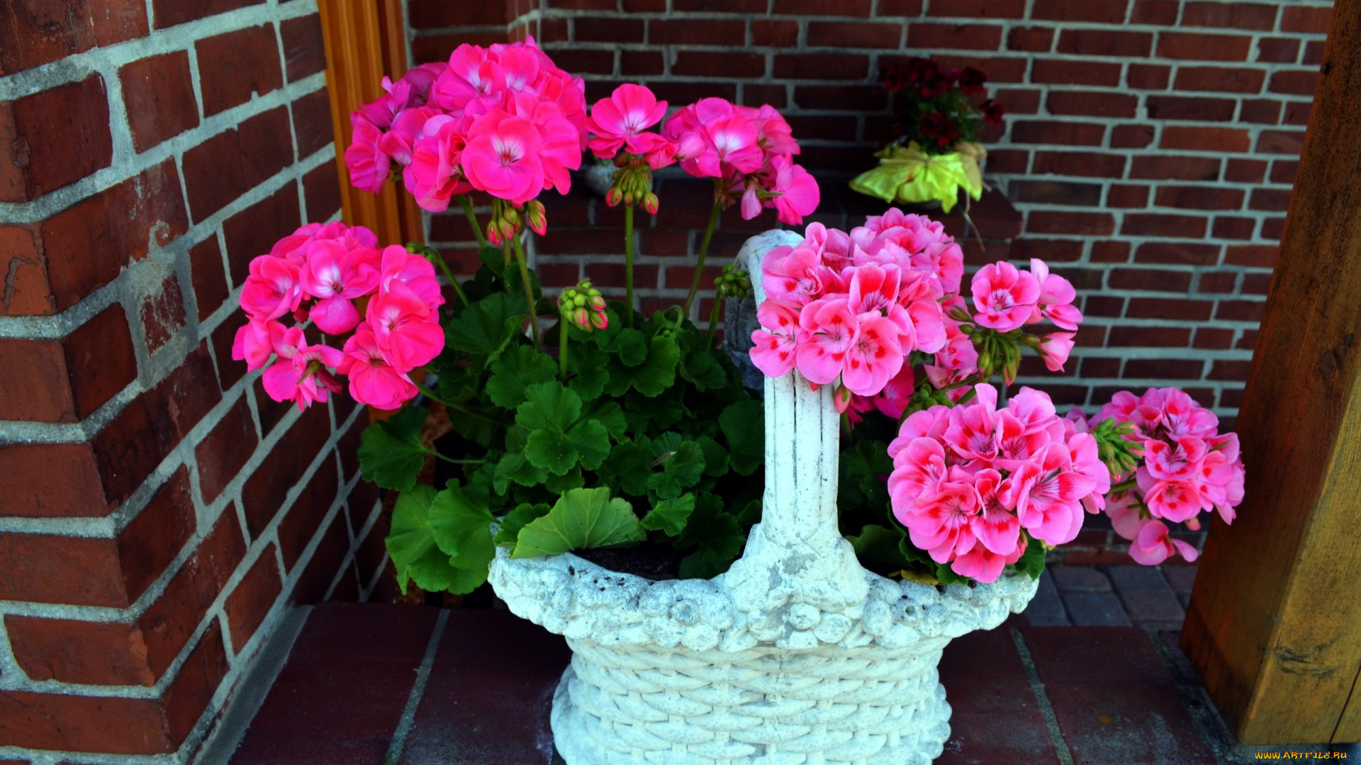 цветы, герань, розовый