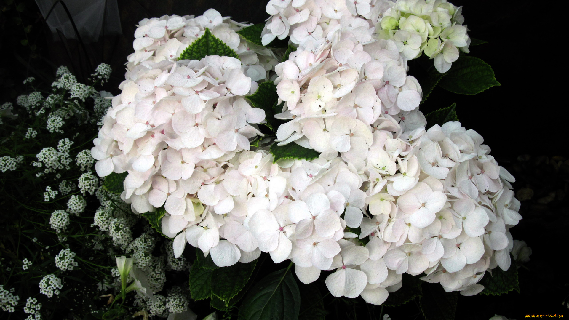 цветы, гортензия, белый