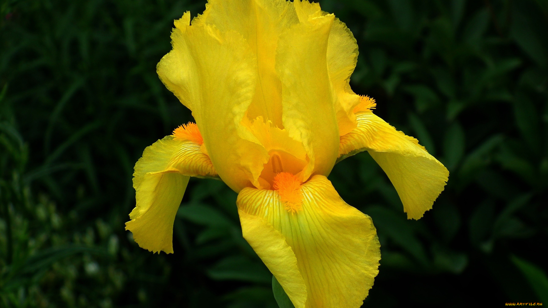 цветы, ирисы, касатик