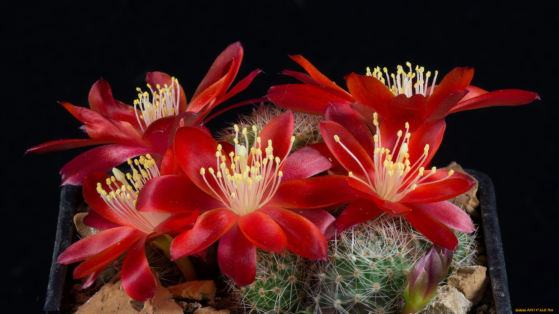 цветы, кактусы, цветок