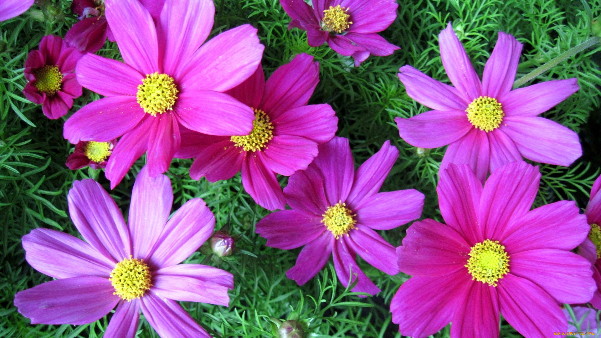 цветы, космея, розовый