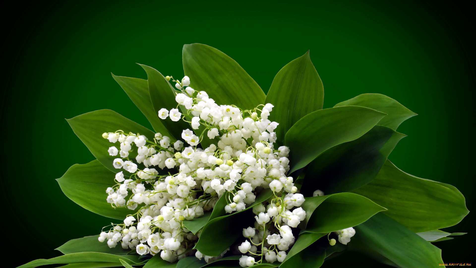 цветы, ландыши, майский, букетик