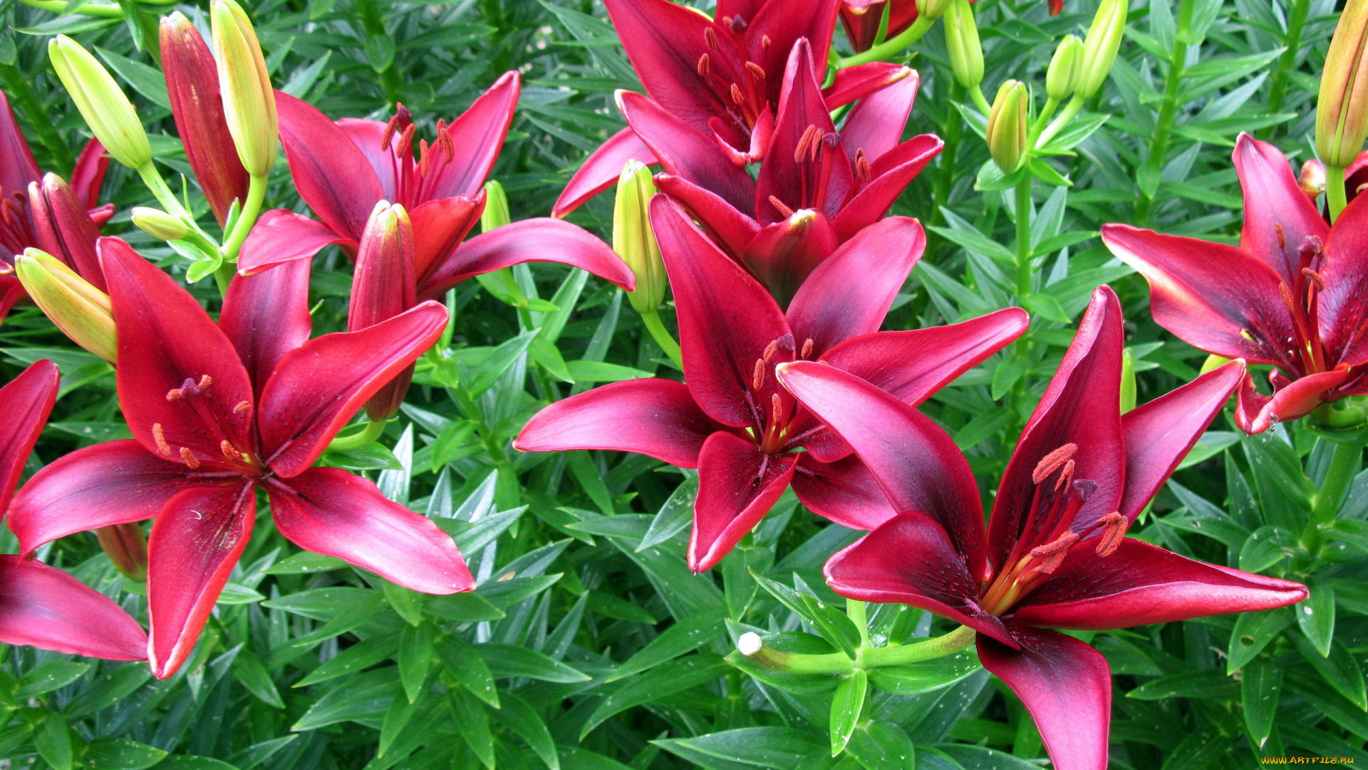 цветы, лилии, , лилейники, бутоны