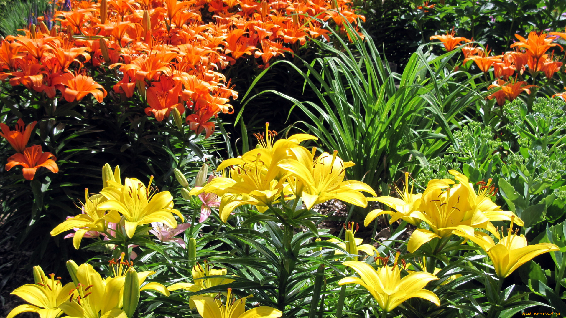 цветы, лилии, , лилейники, оранжевый, желтый
