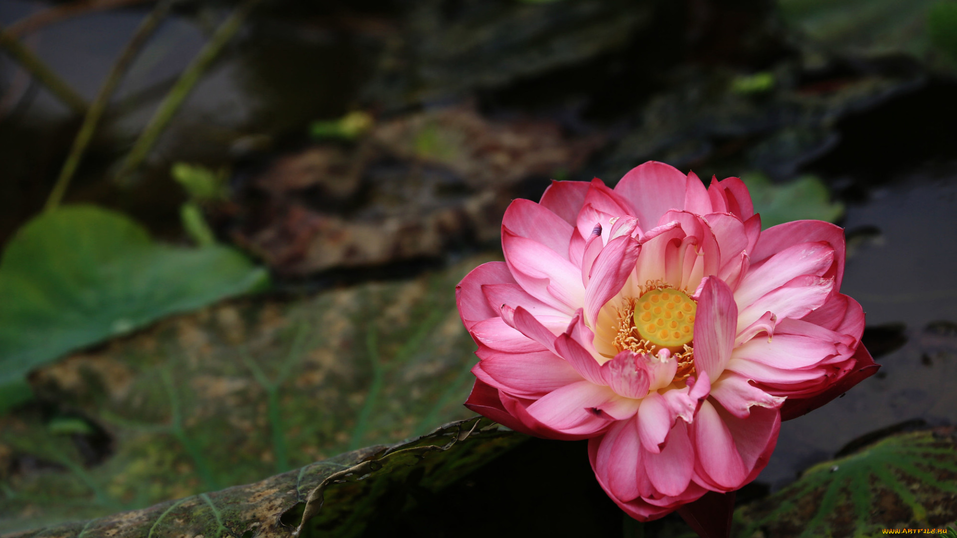 цветы, лотосы, фон, лепестки