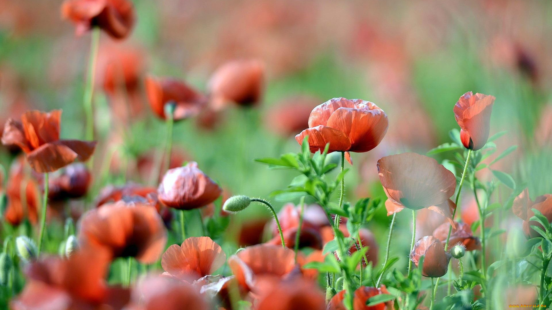 цветы, маки, красные, поле