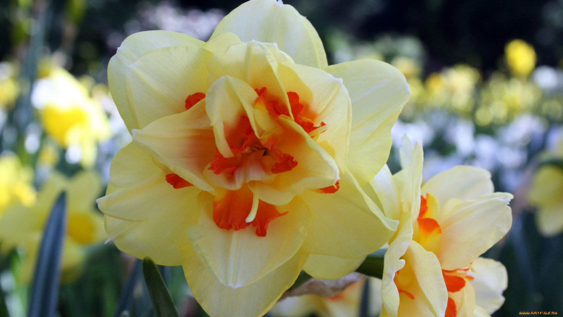 цветы, нарциссы, макро