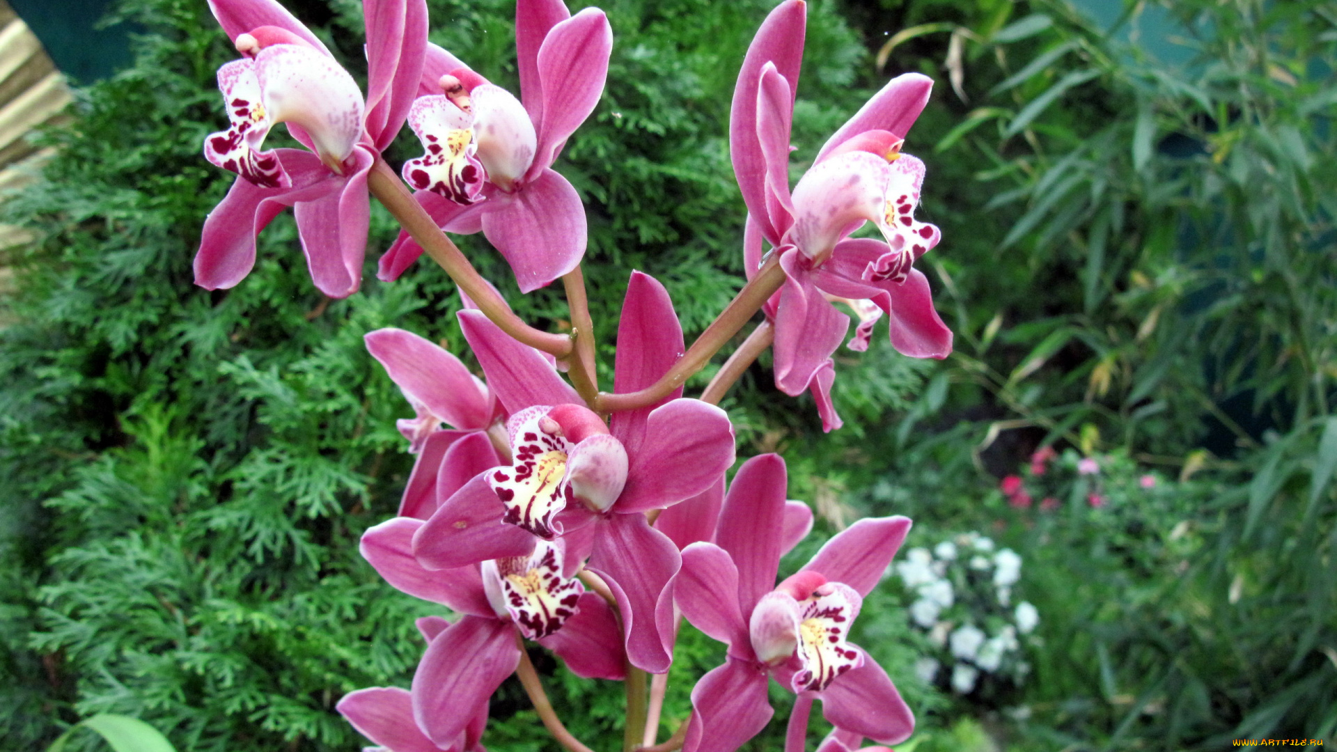 цветы, орхидеи, экзотика