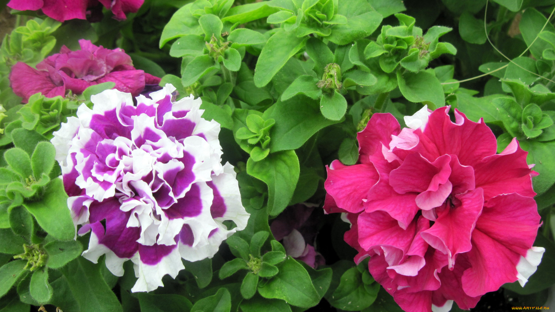 цветы, петунии, , калибрахоа, пестрый