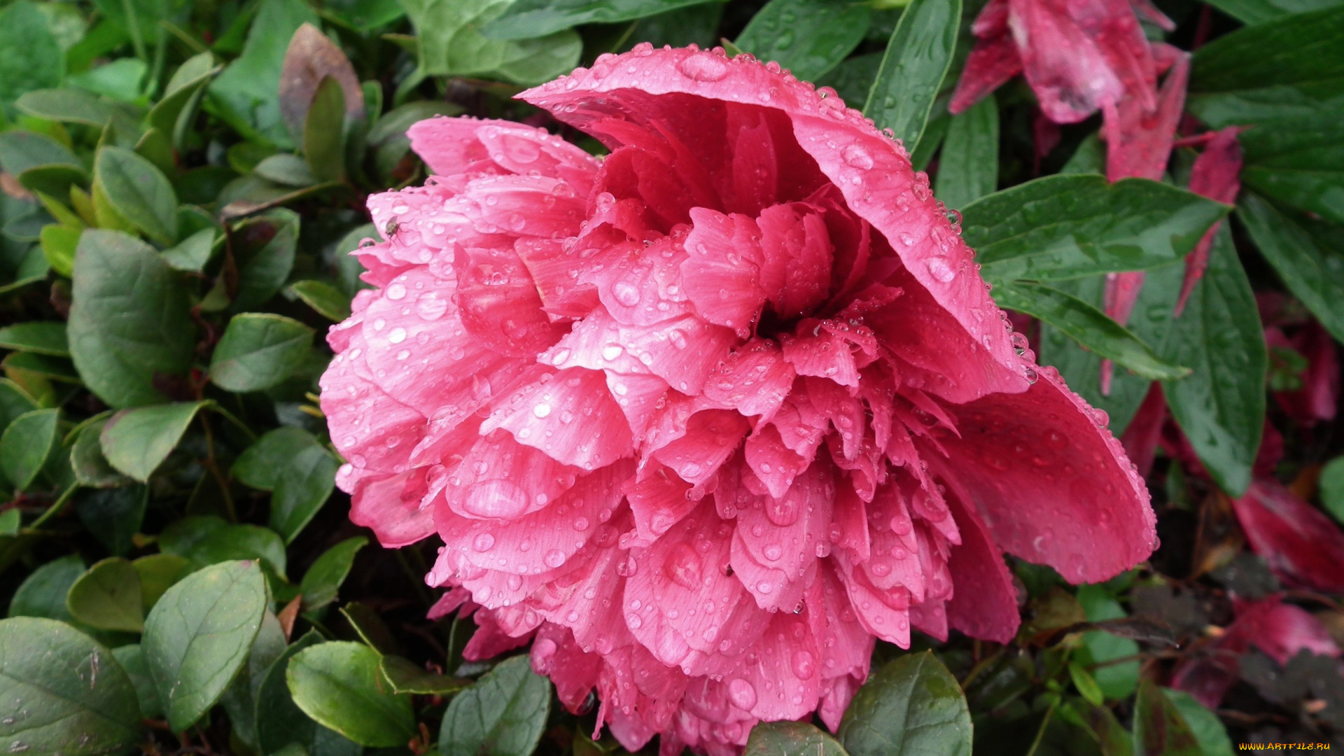 цветы, пионы, капли, макро, розовый