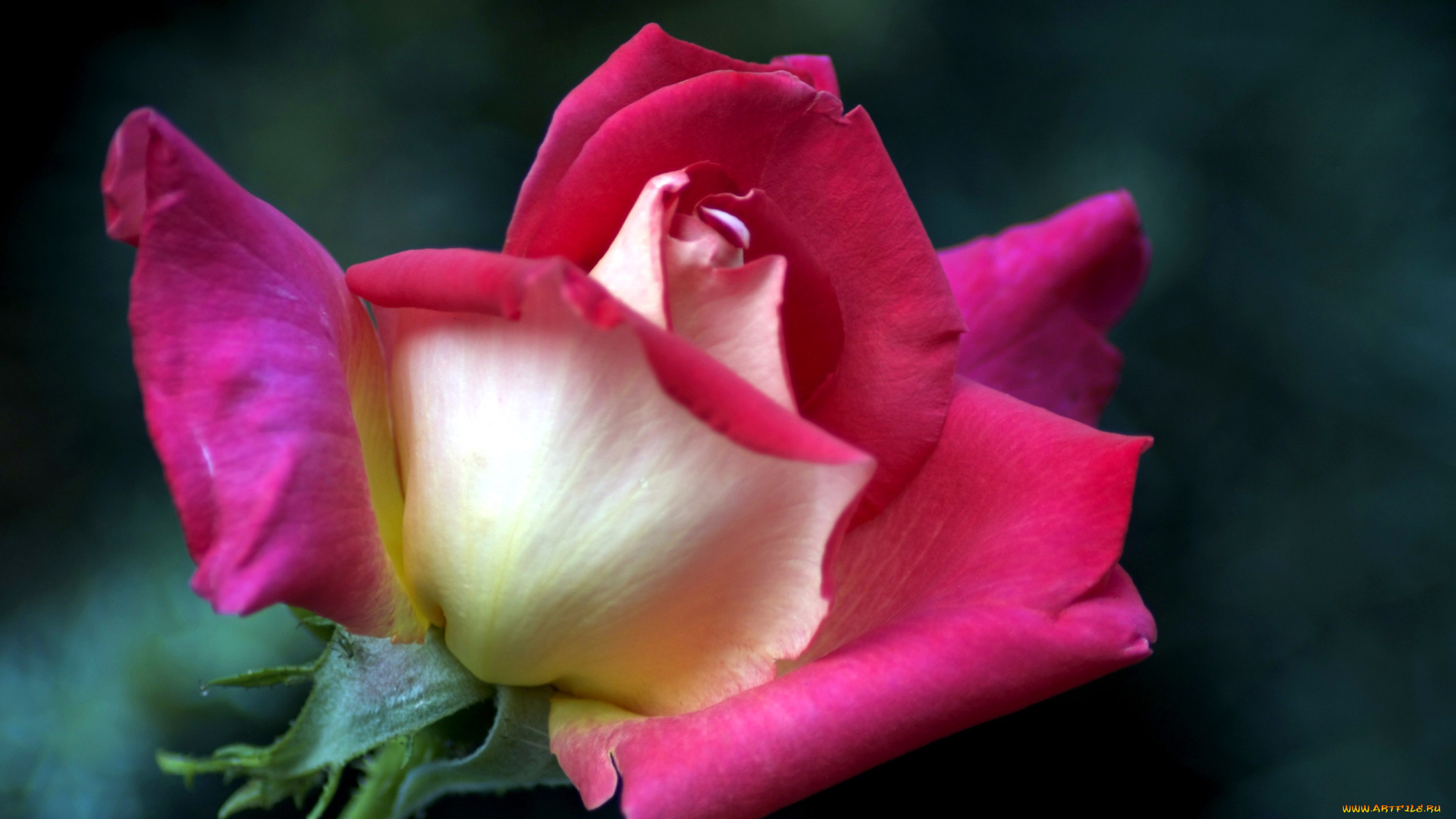 цветы, розы, бутон