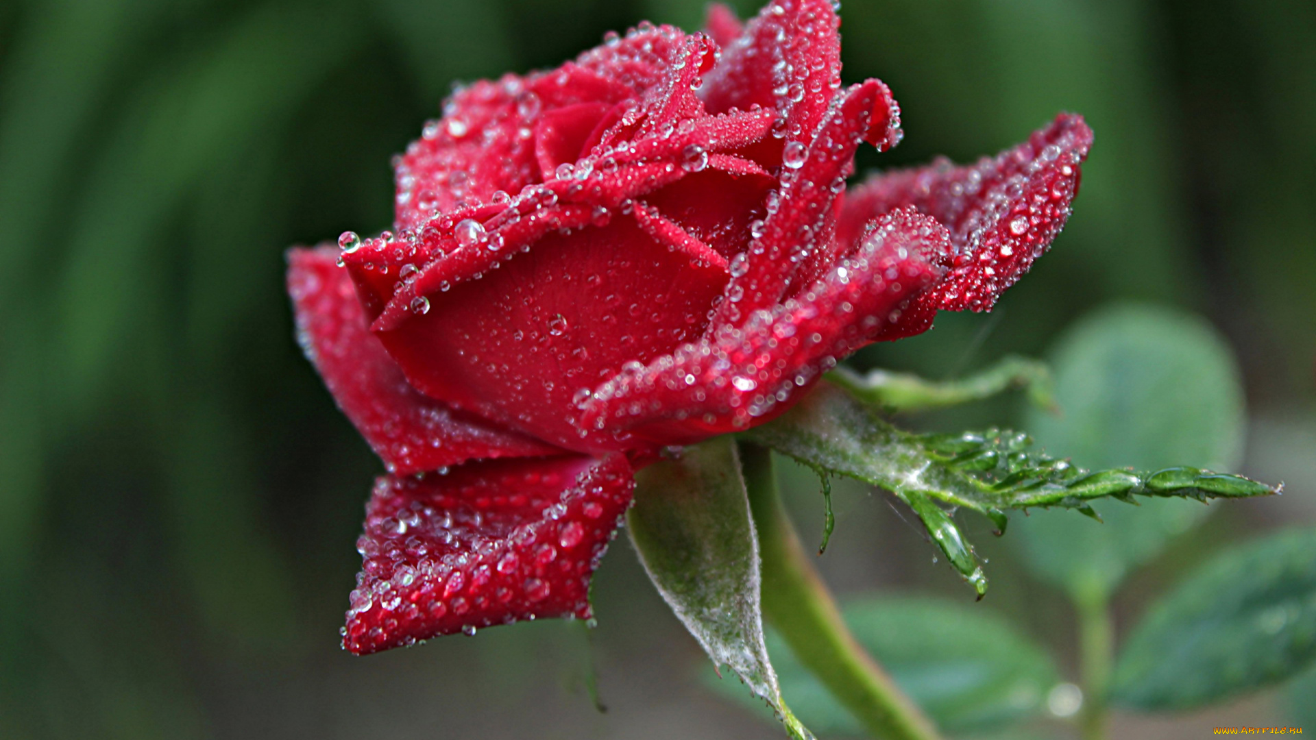 цветы, розы, капли