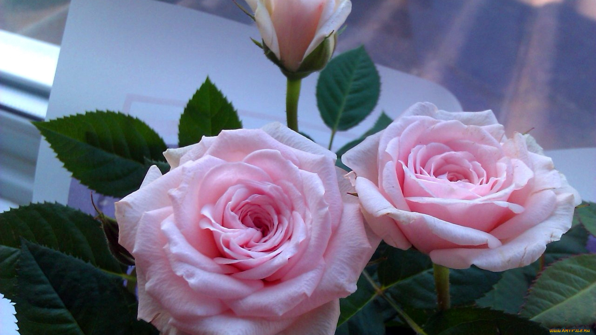 цветы, розы, розовый