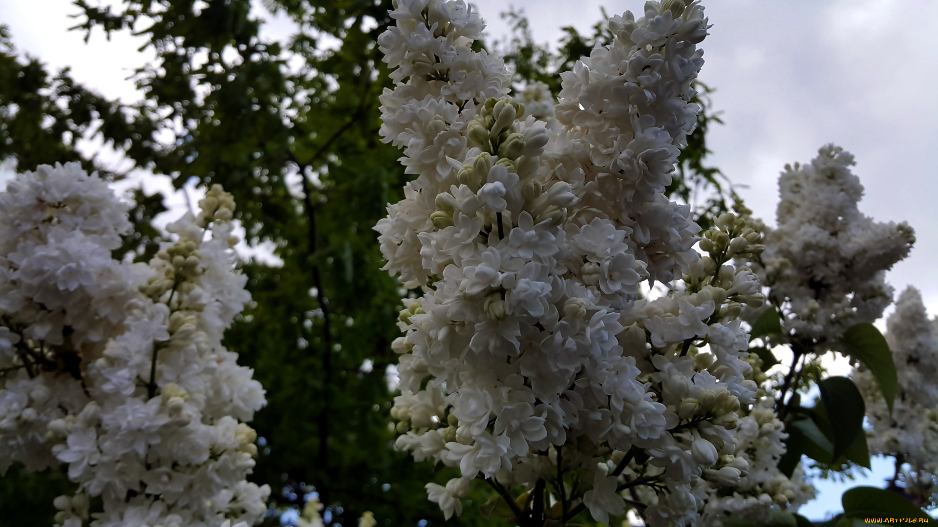 цветы, сирень, гроздья, белые