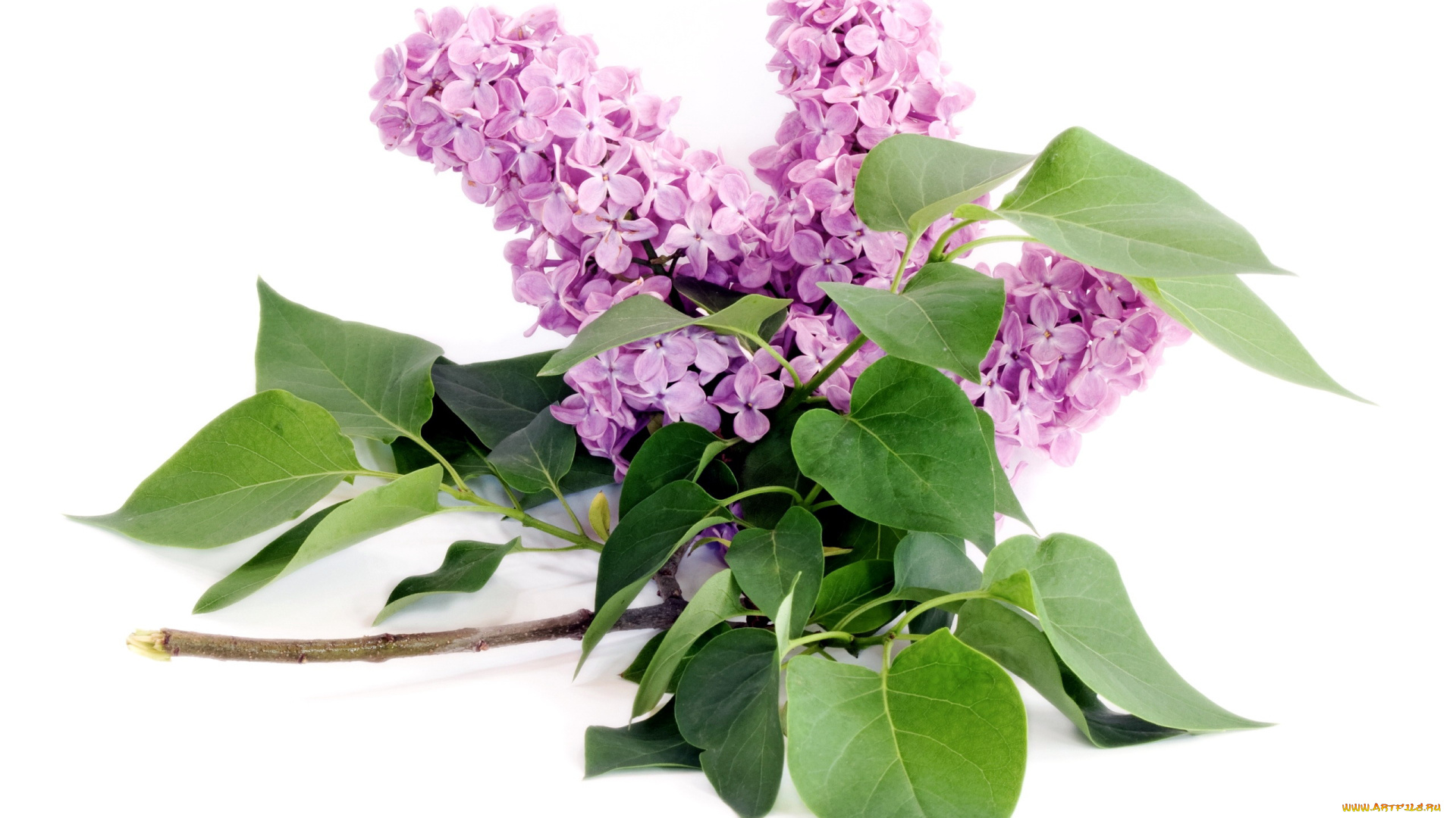 цветы, сирень, ветка