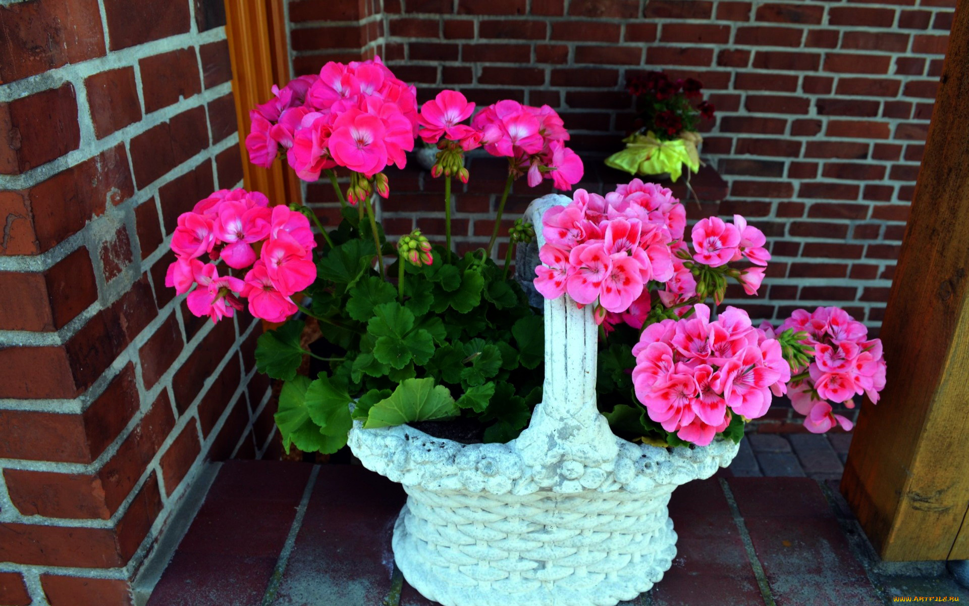 цветы, герань, розовый