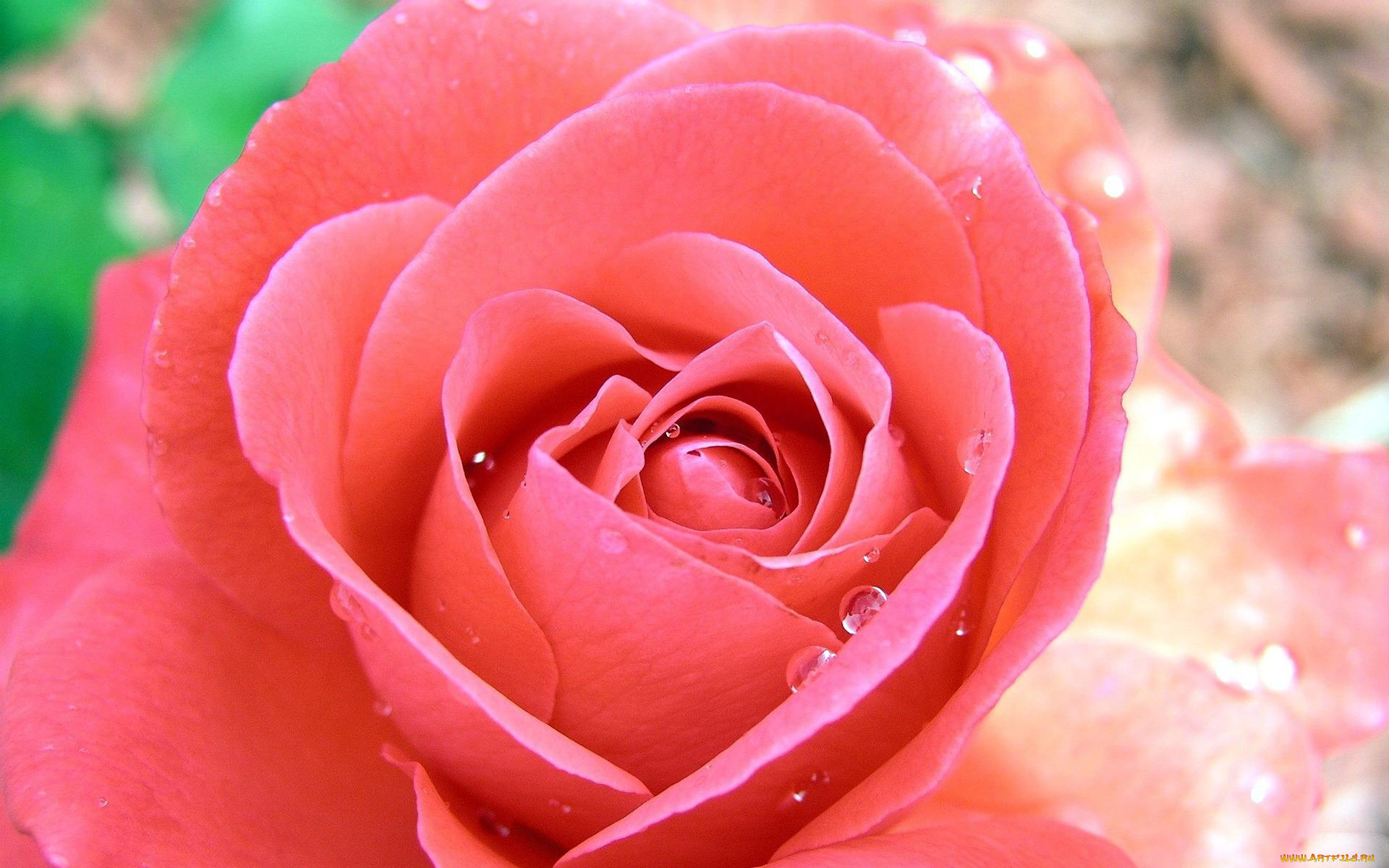 цветы, розы, роза, розовая, бутон, капли