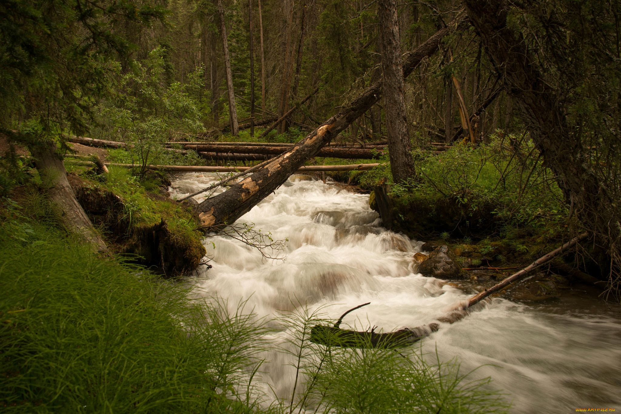 природа, реки, озера, река, лес, горы