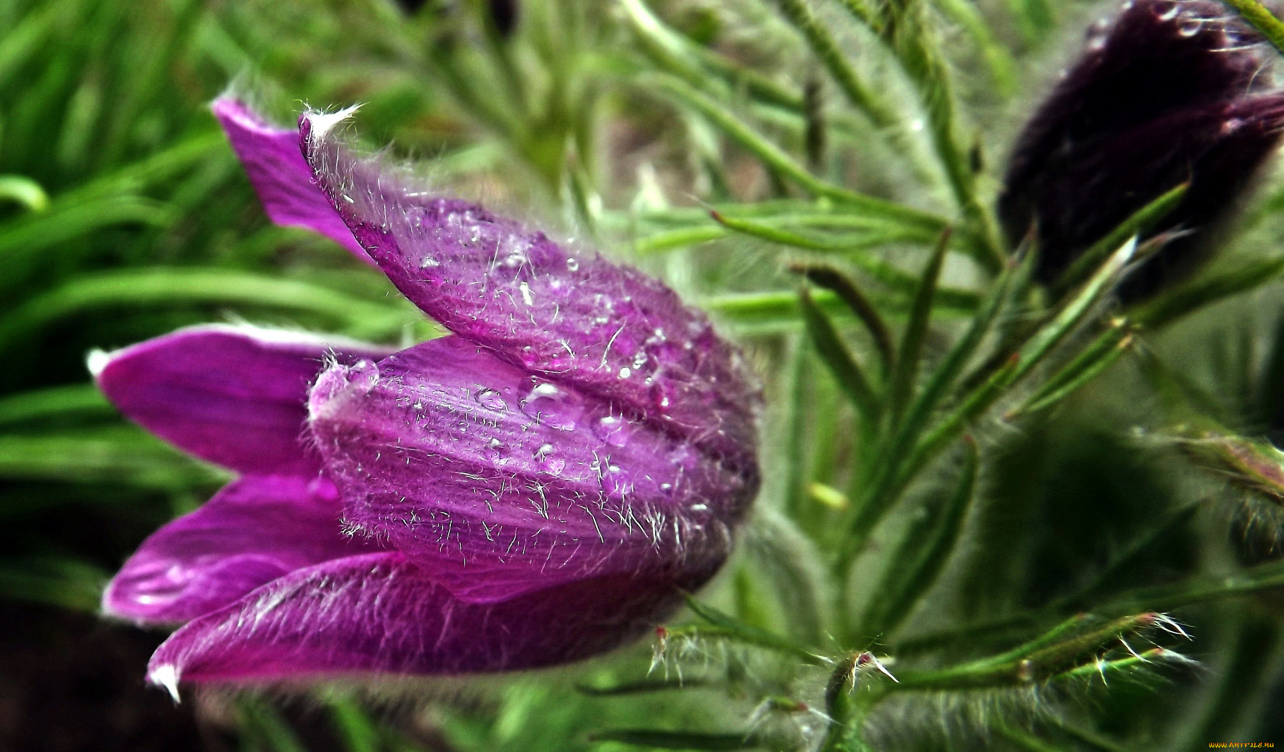 цветы, анемоны, , сон-трава, сон-трава, бутон, капли