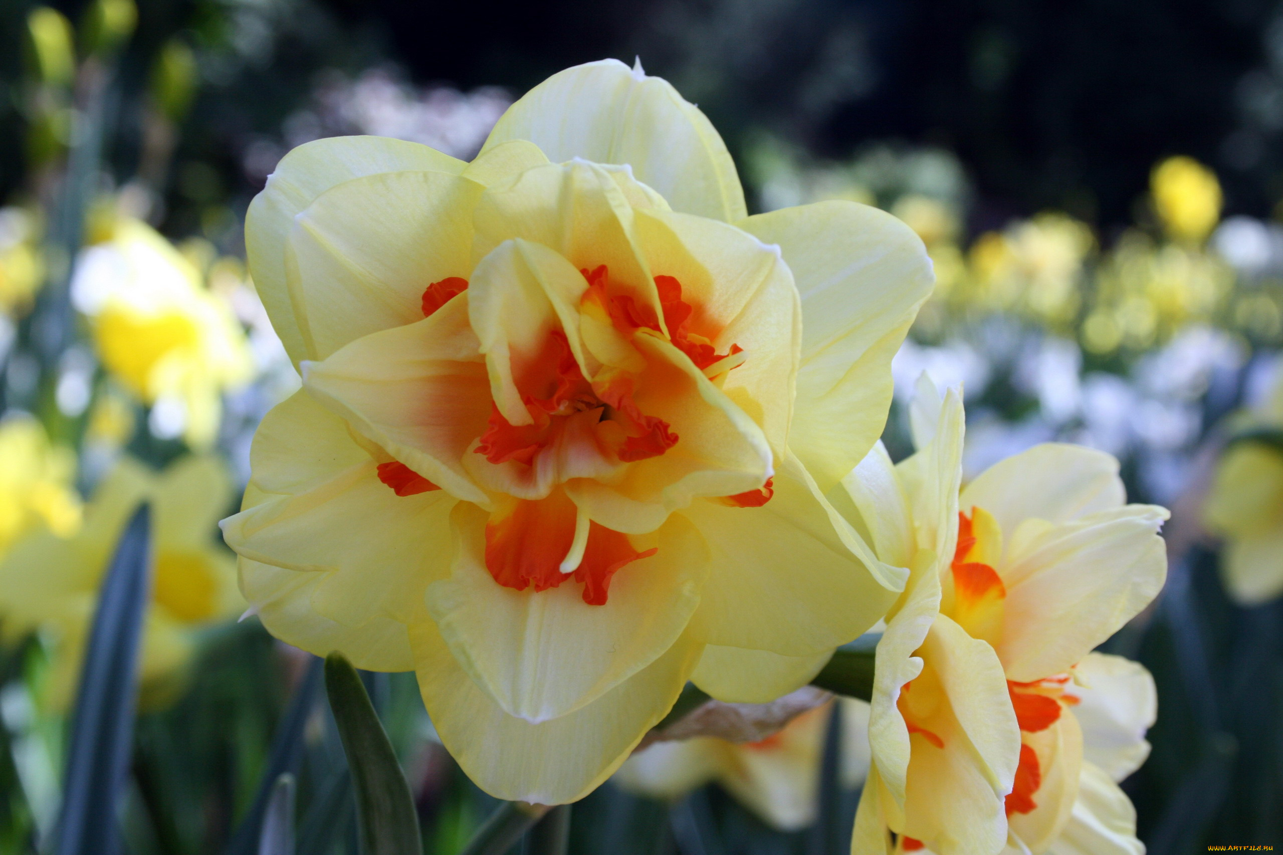 цветы, нарциссы, макро