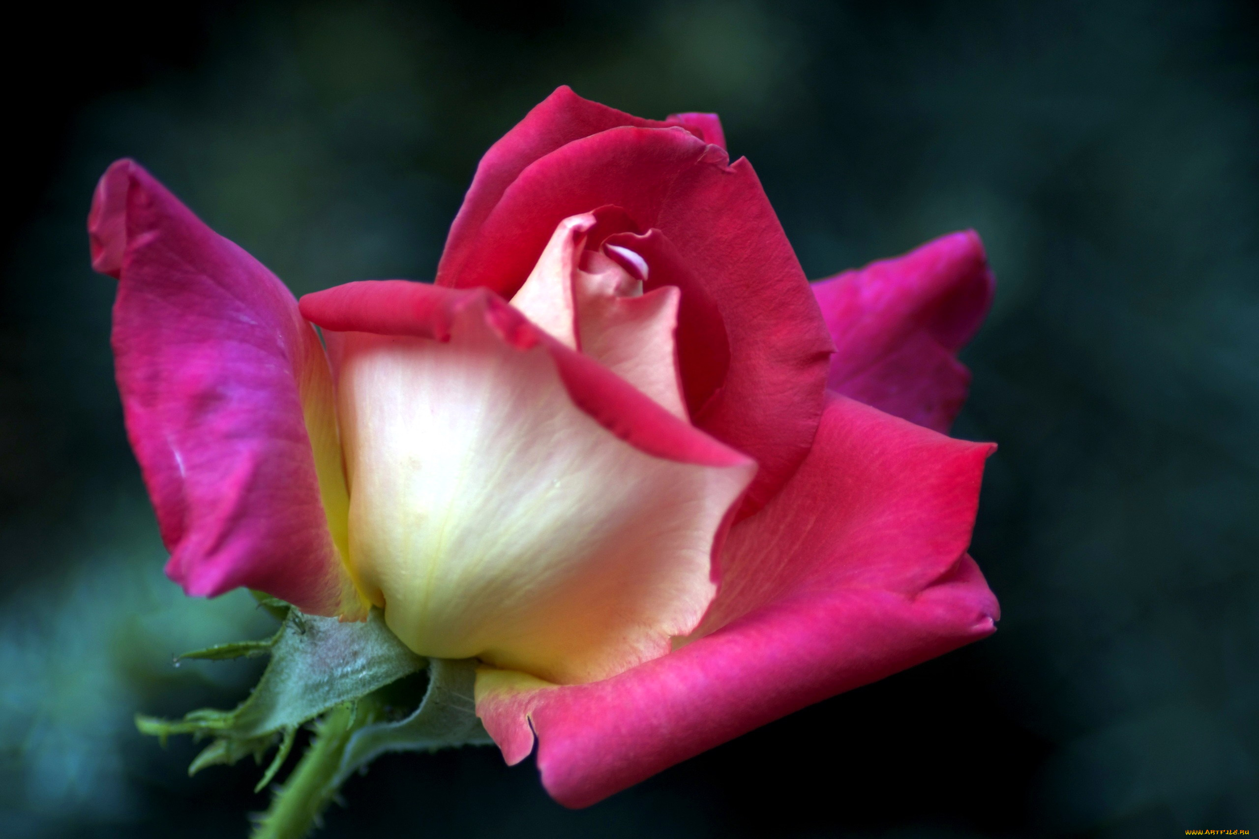 цветы, розы, бутон