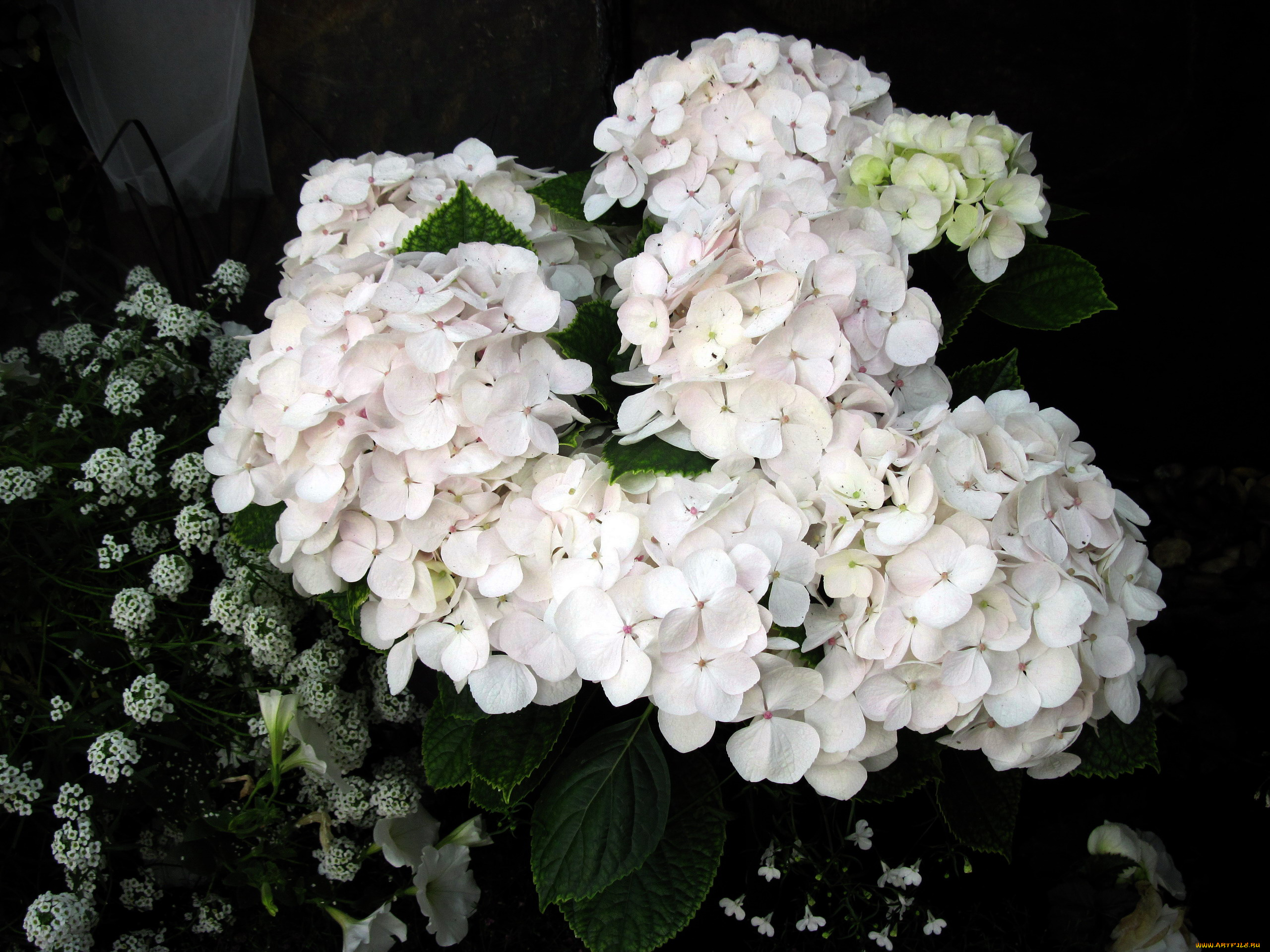 цветы, гортензия, белый