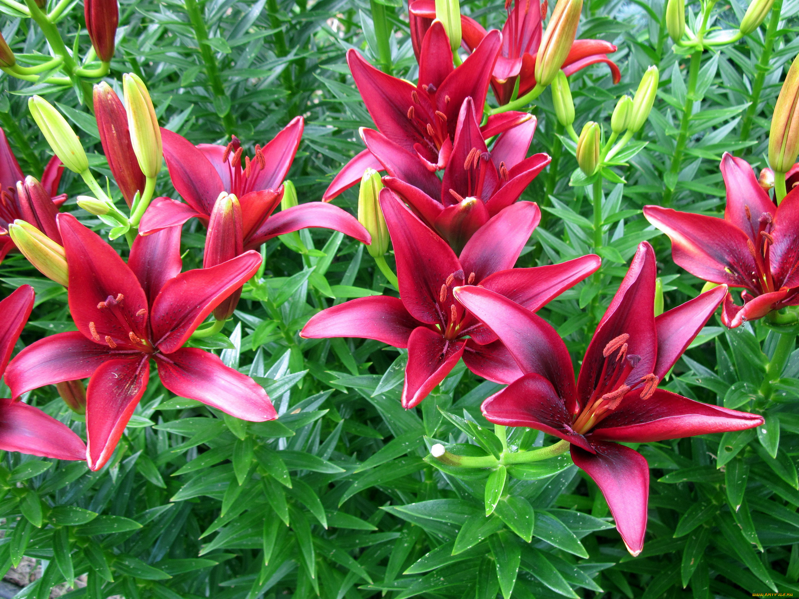 цветы, лилии, , лилейники, бутоны