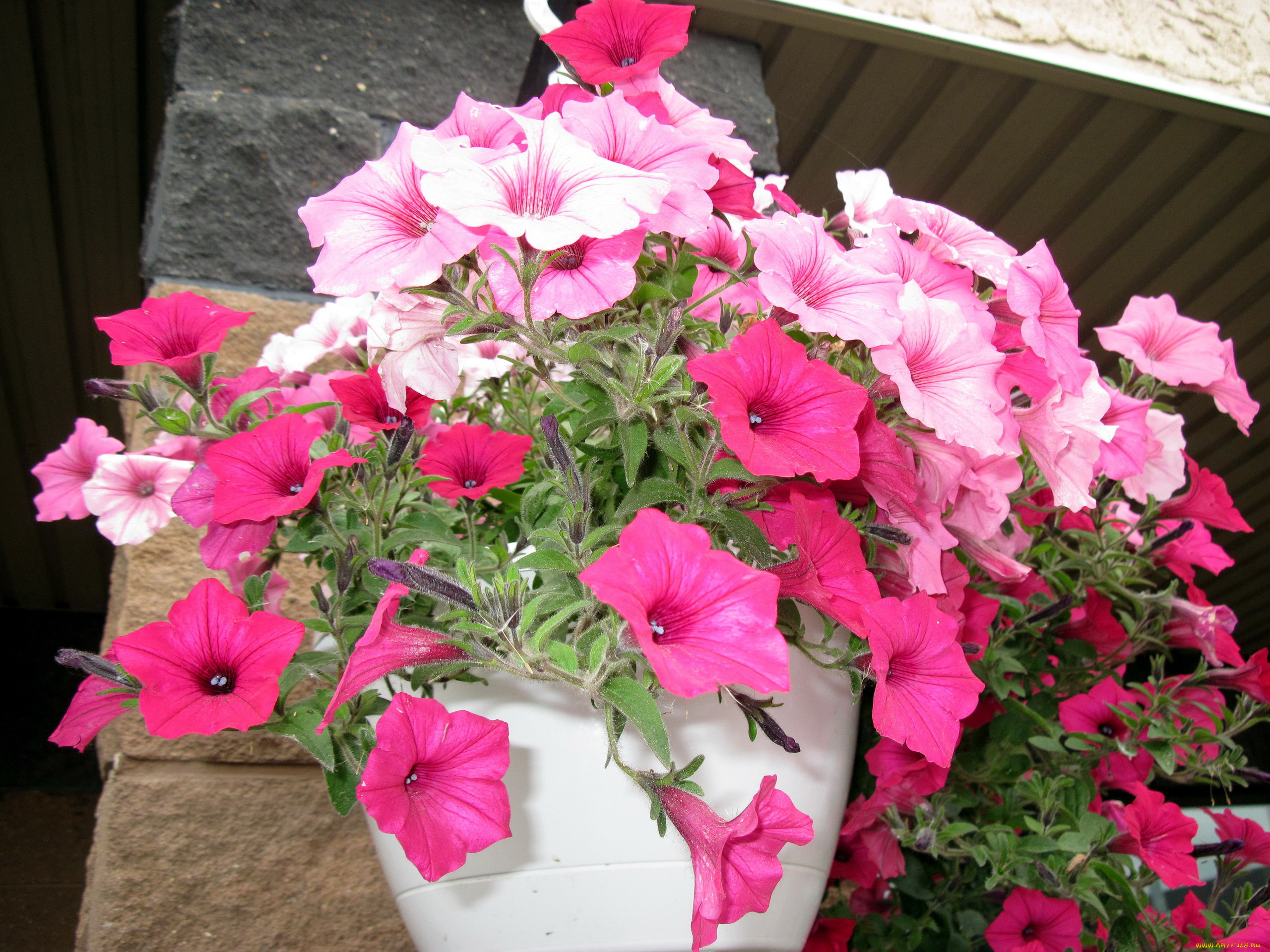 цветы, петунии, , калибрахоа, розовый