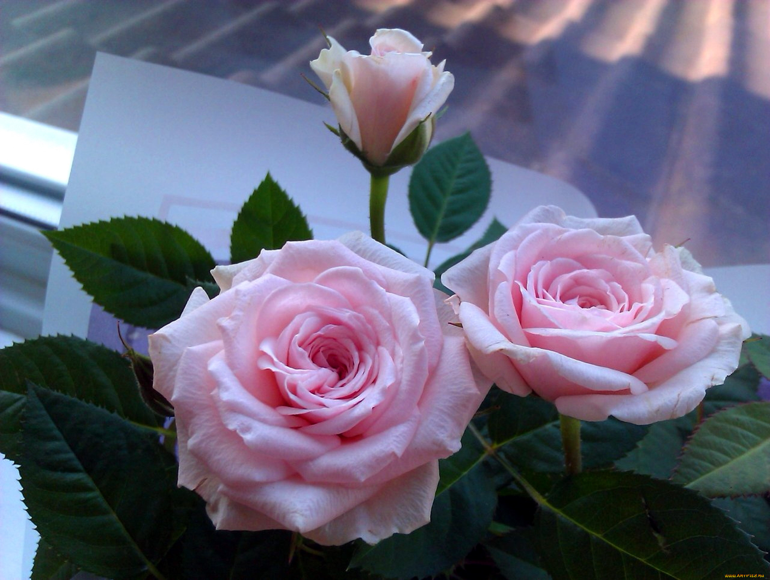 цветы, розы, розовый