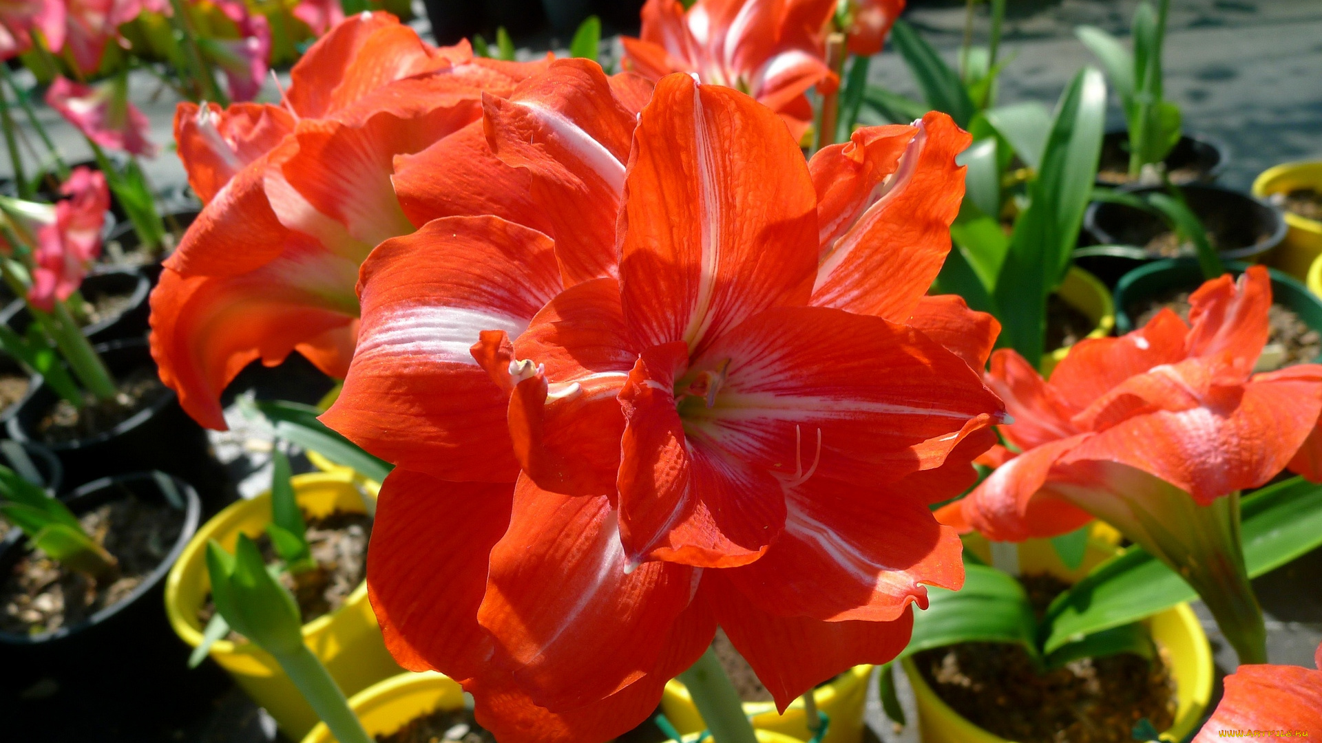 цветы, амариллисы, , гиппеаструмы, красный, цвет