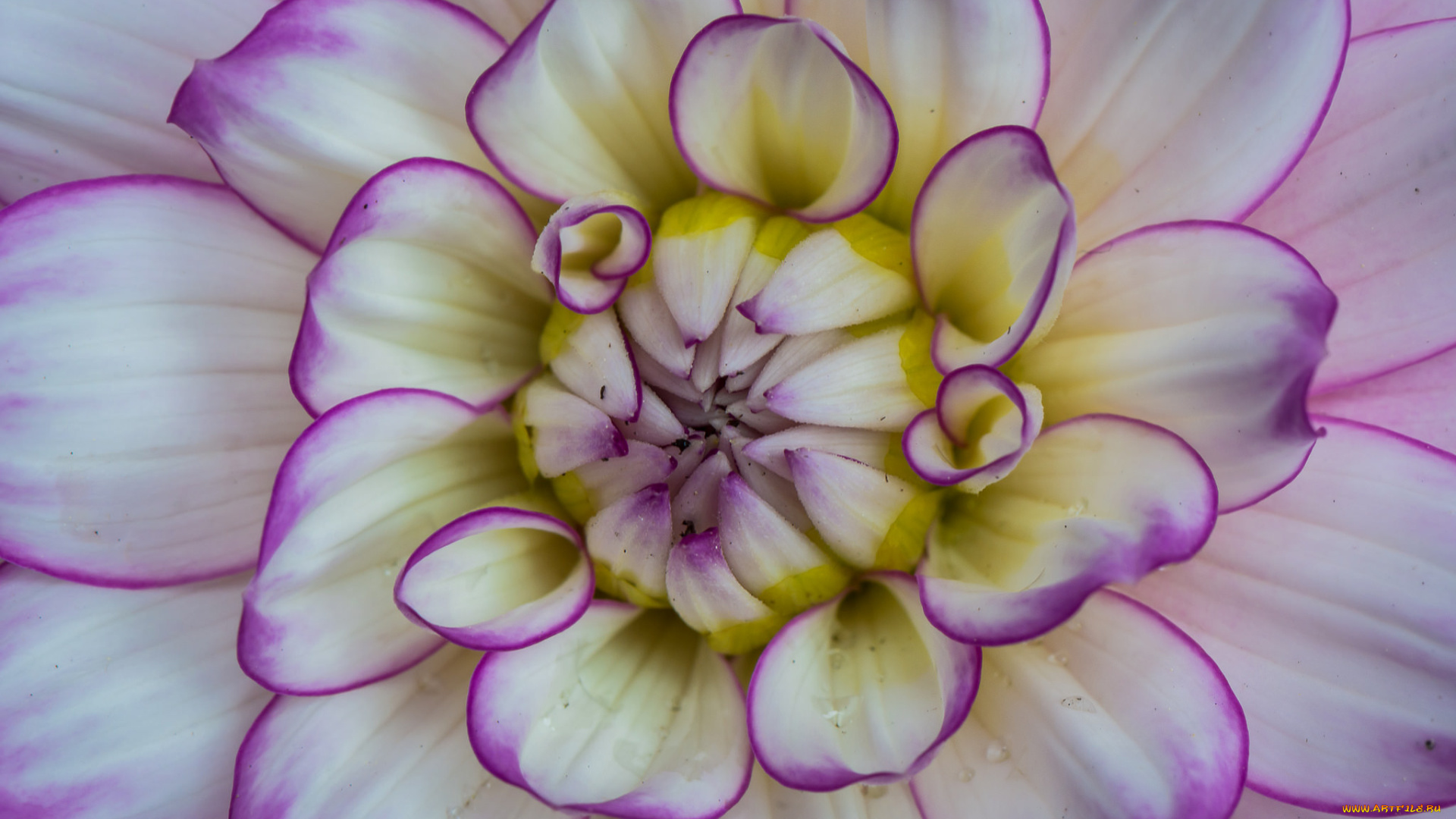 цветы, георгины, георгин