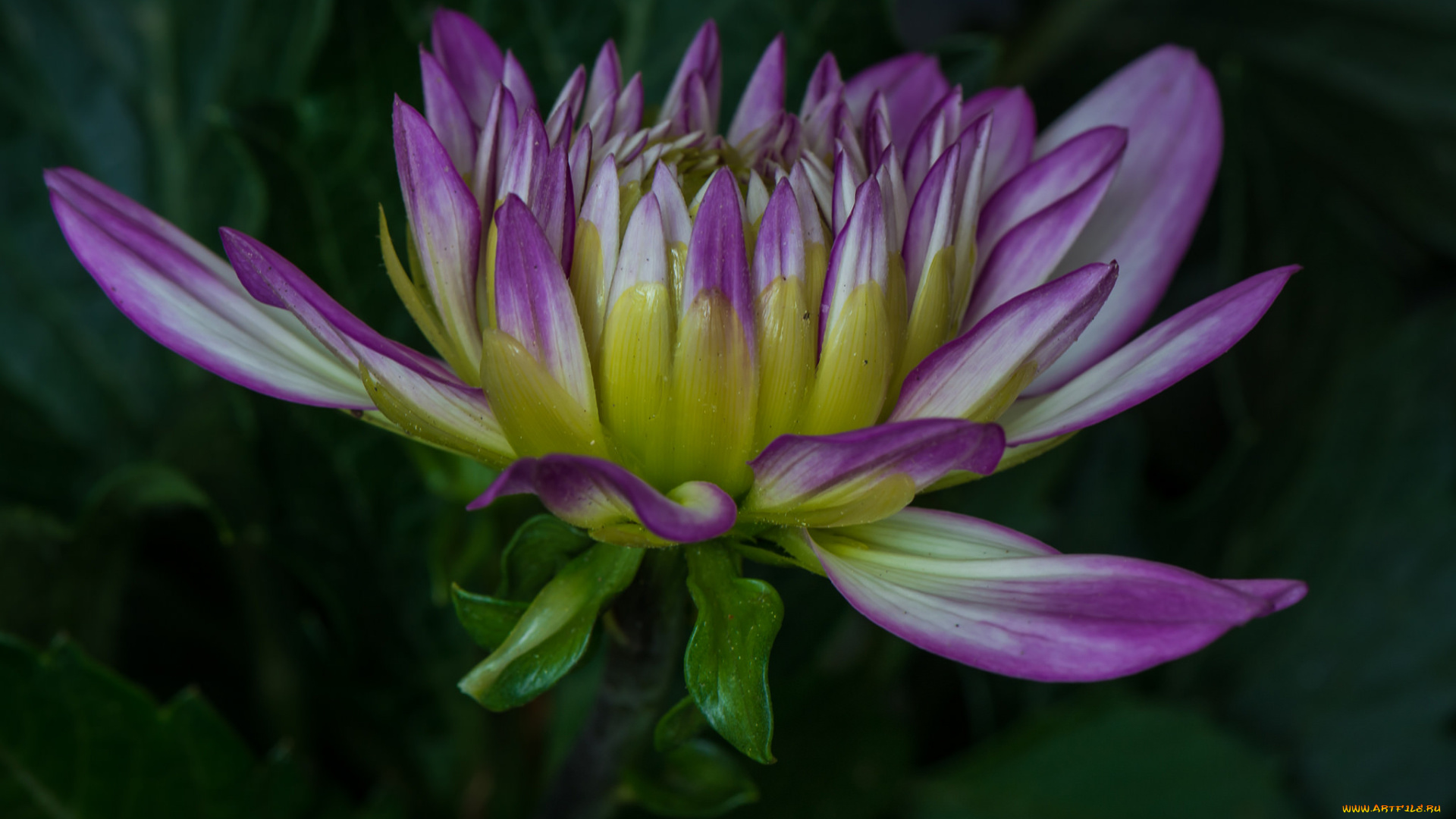 цветы, георгины, макро