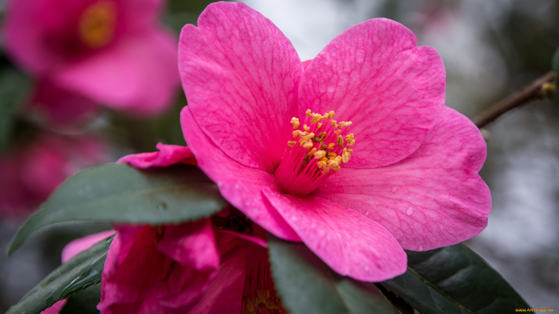 цветы, камелии, камелия