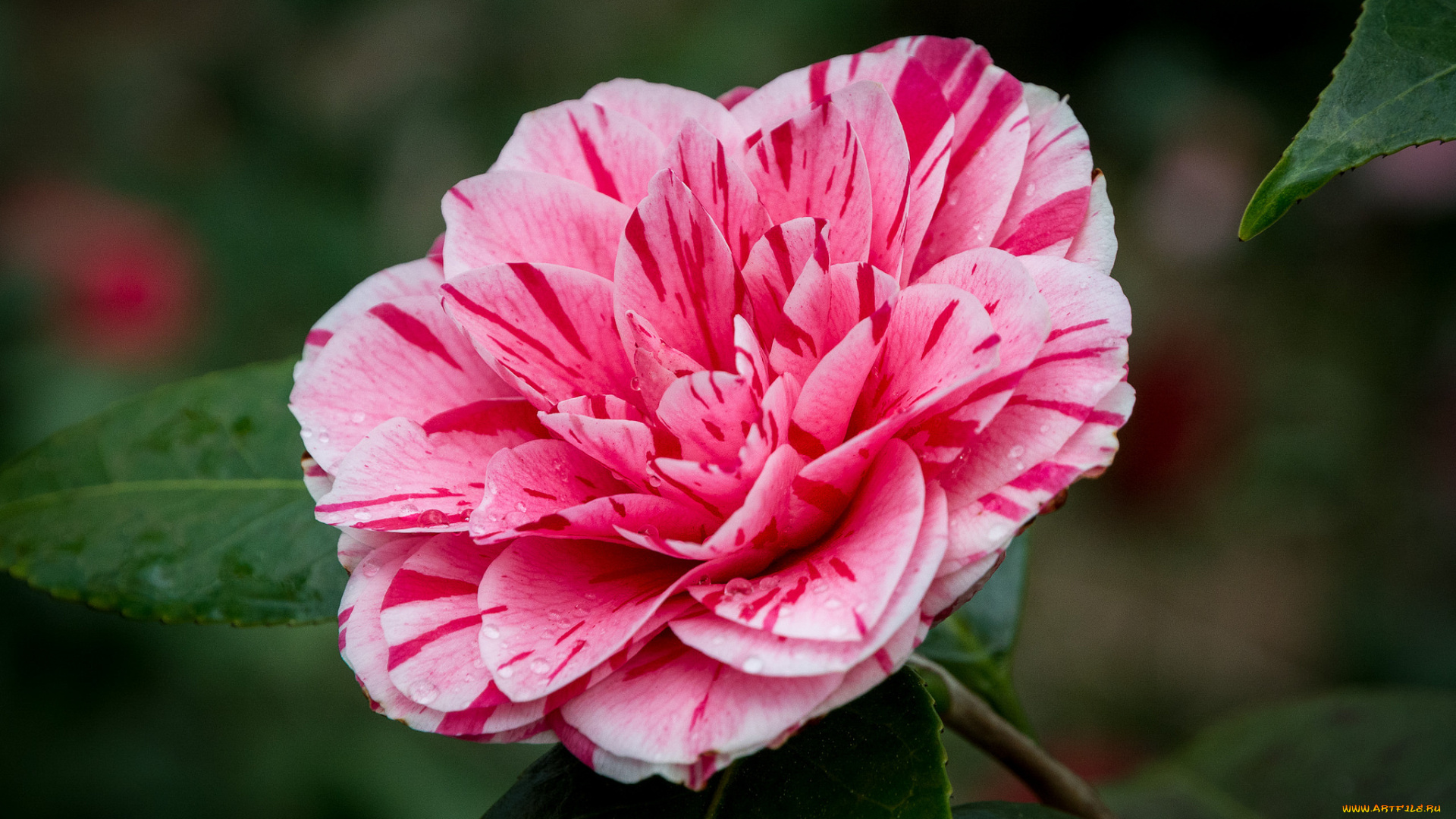 цветы, камелии, камелия