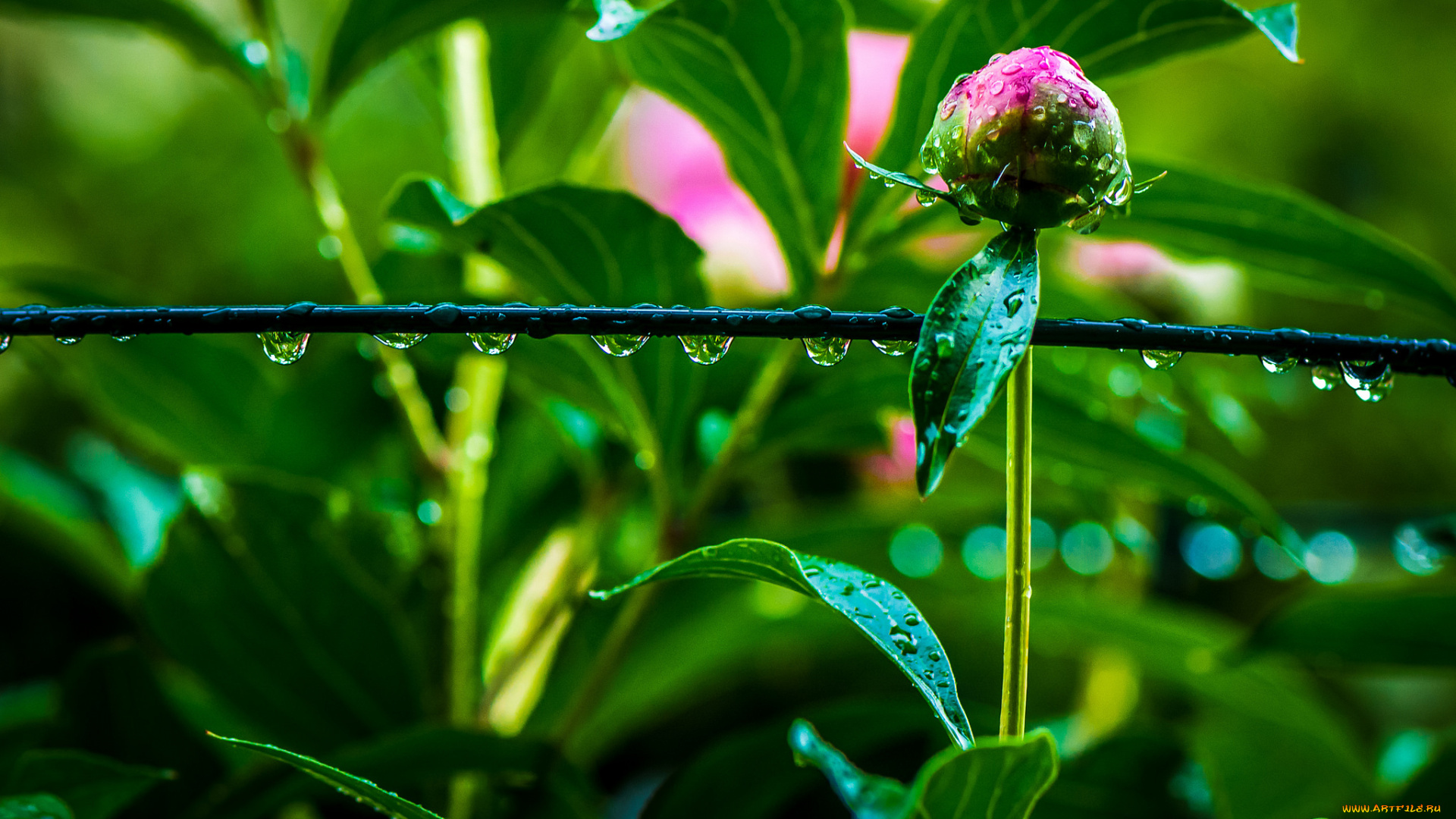 цветы, пионы